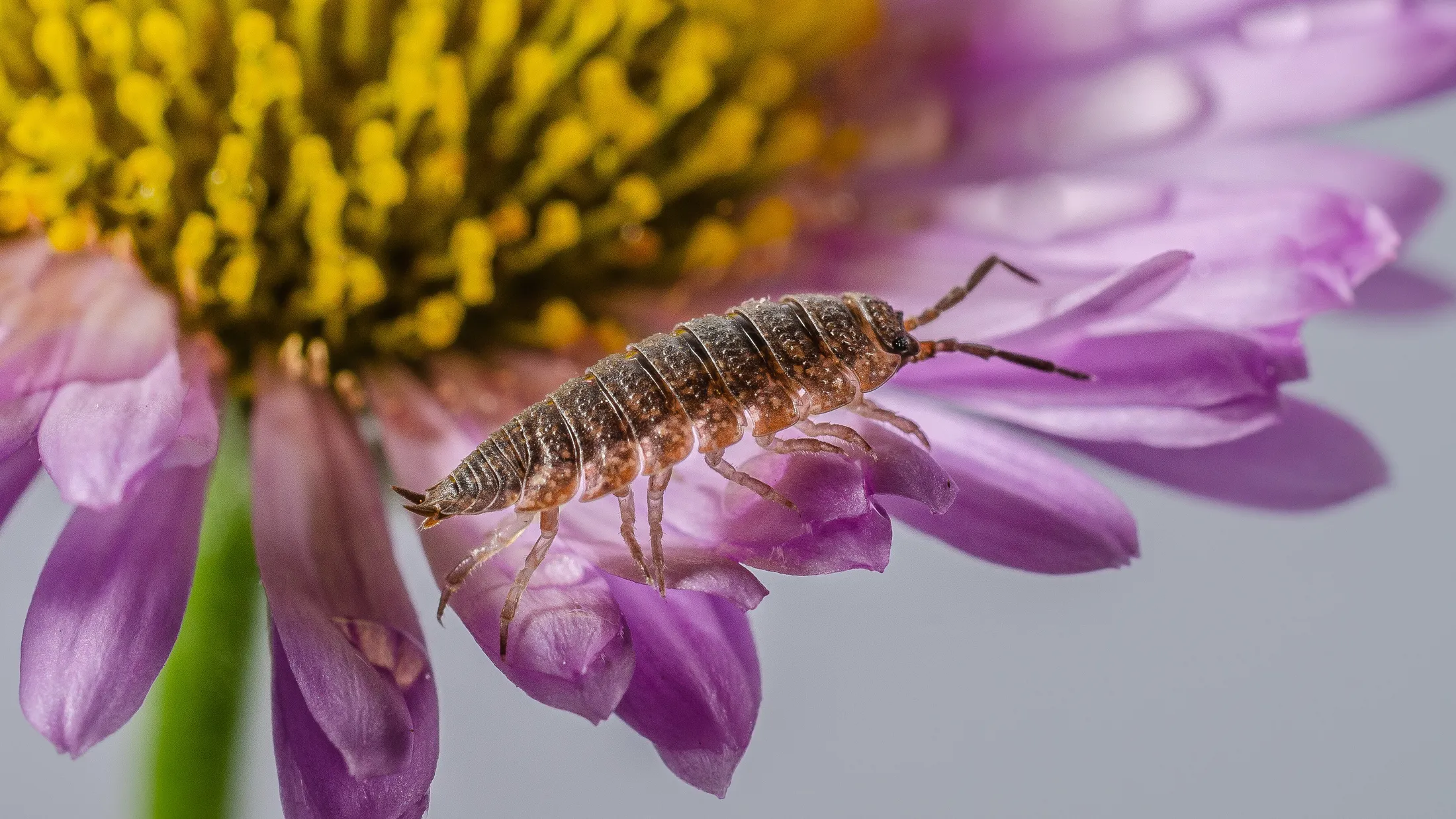 Entry 27634505