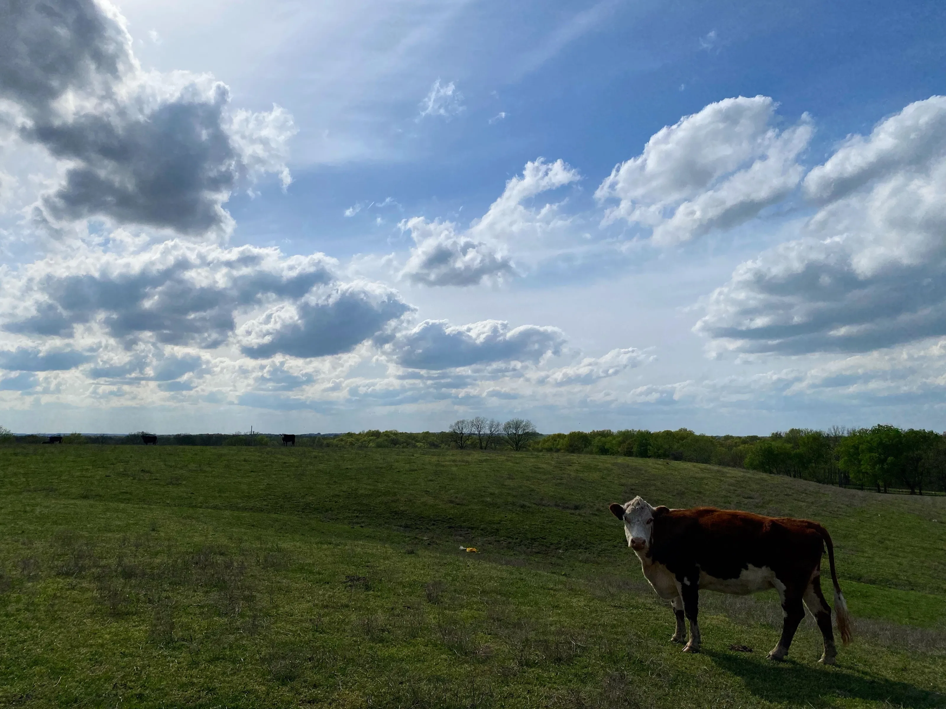 Cow and Cloud
