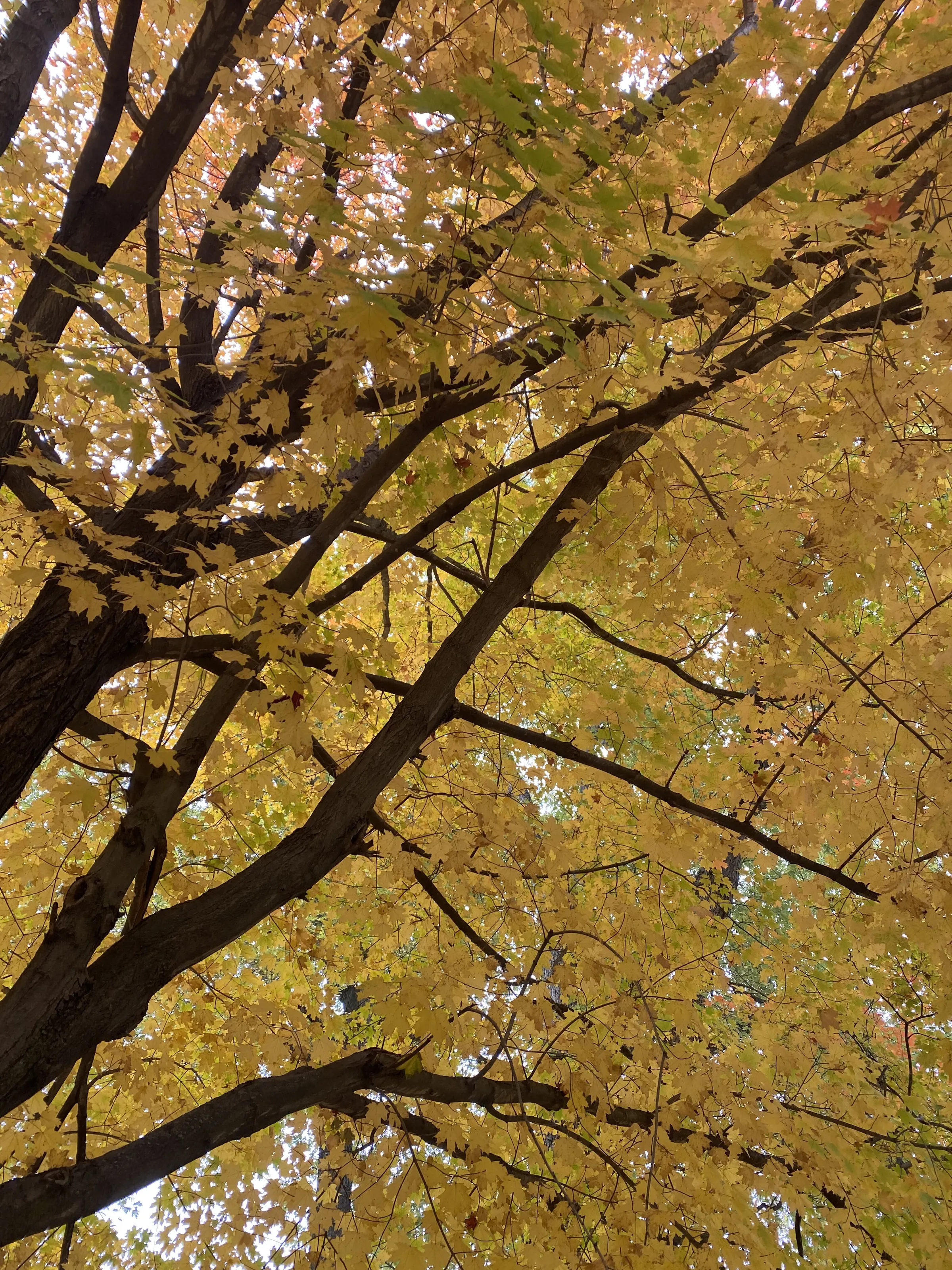 Fall