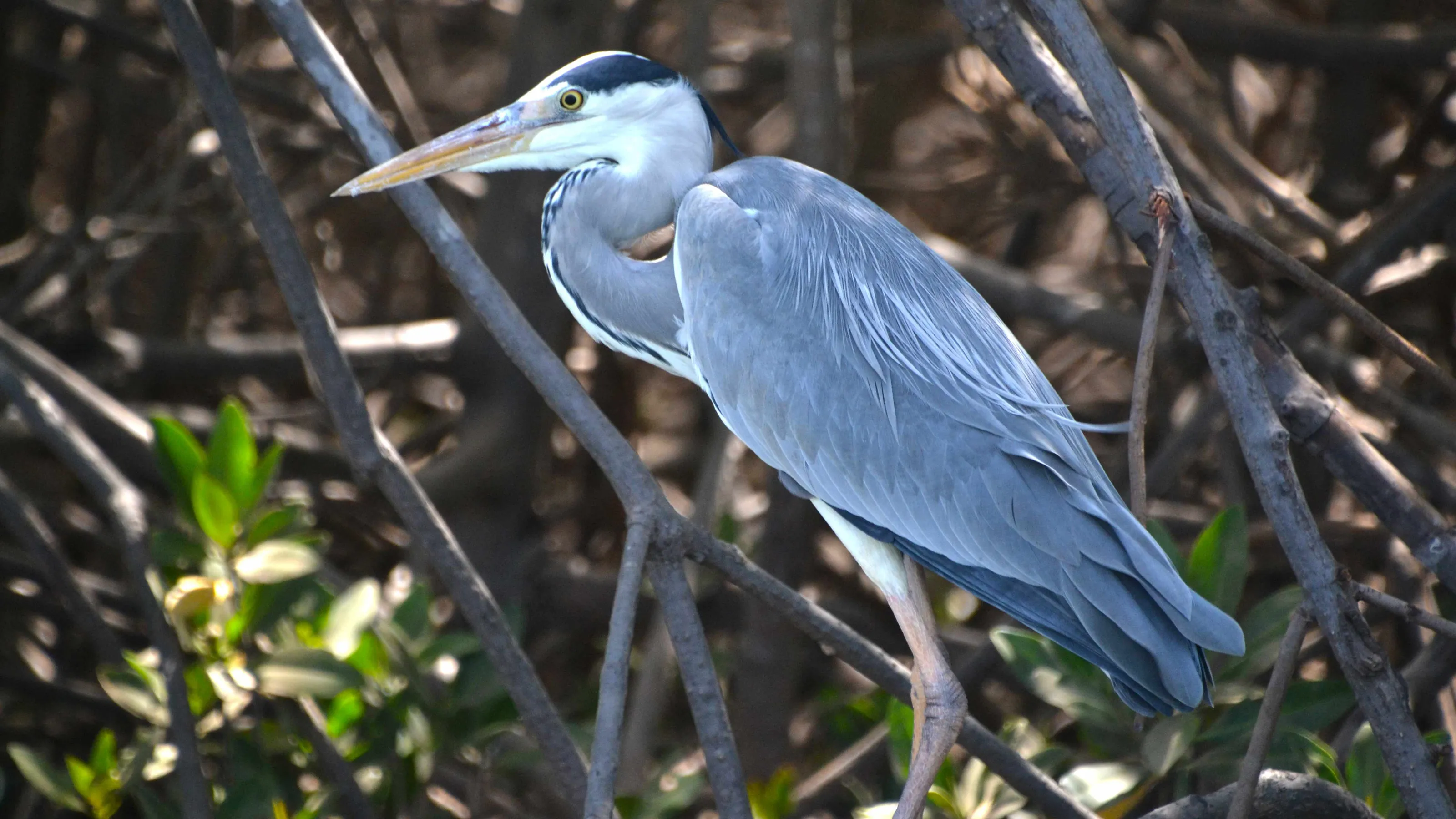 Blue Heron