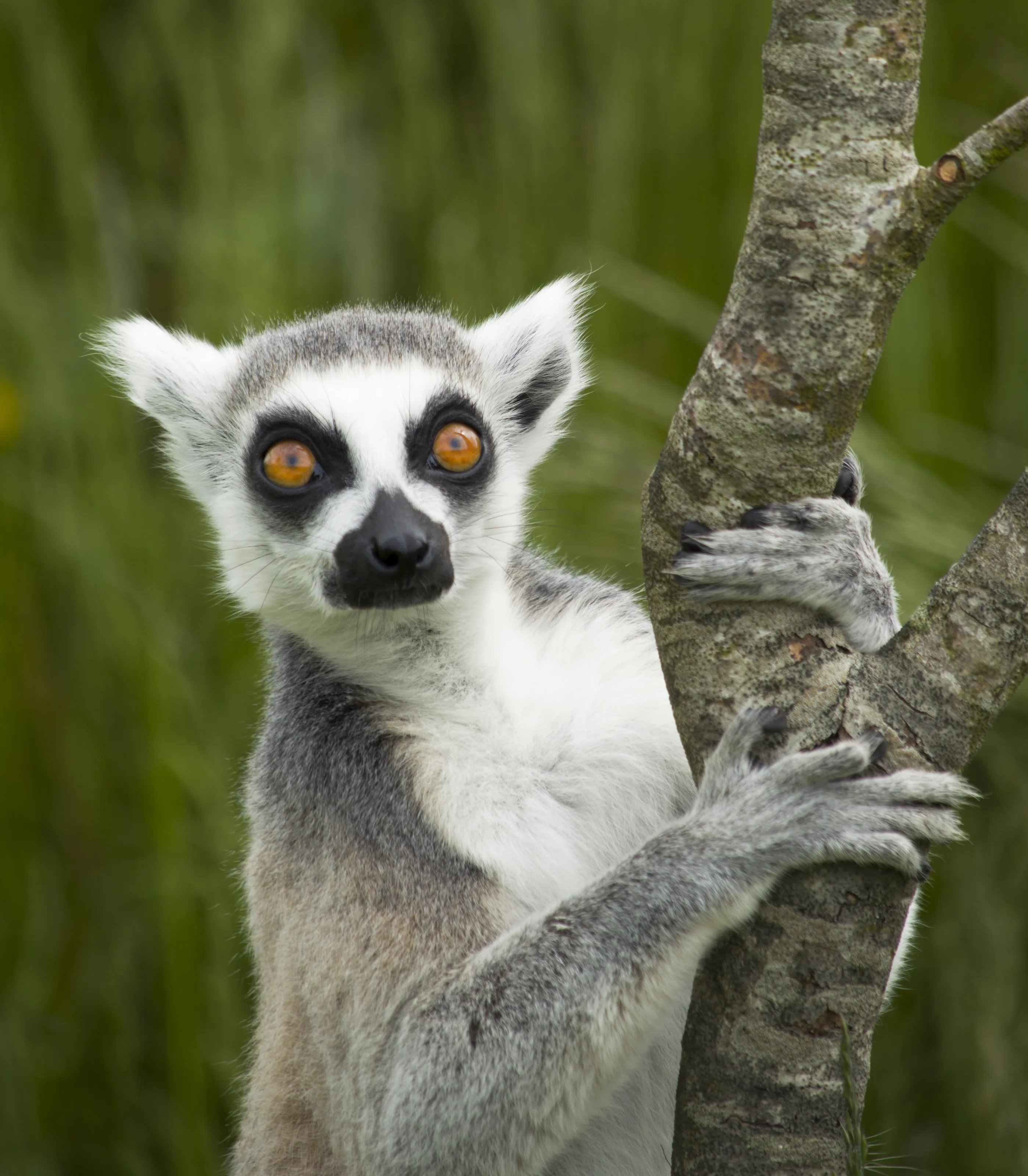 Lemur