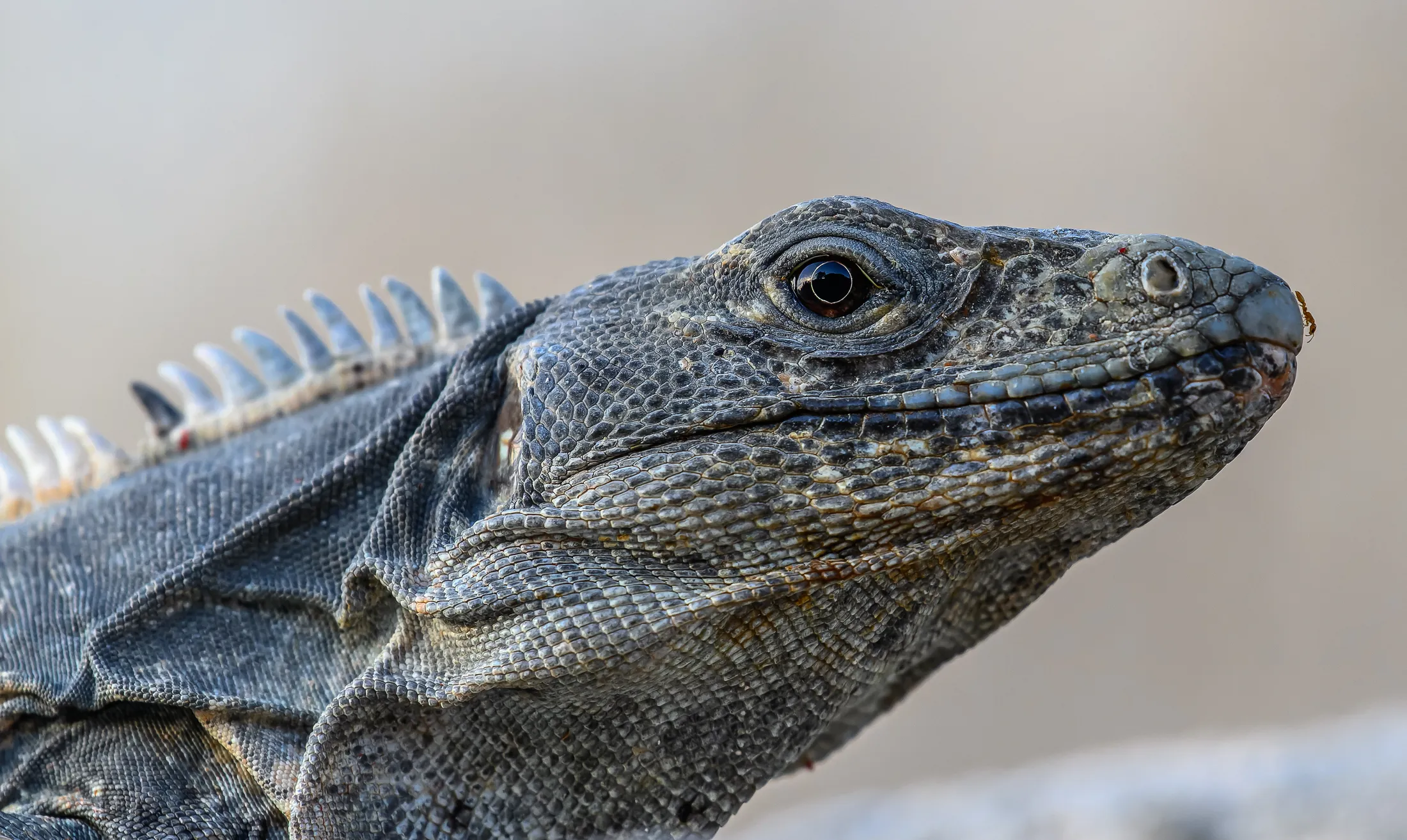 Entry 19900646