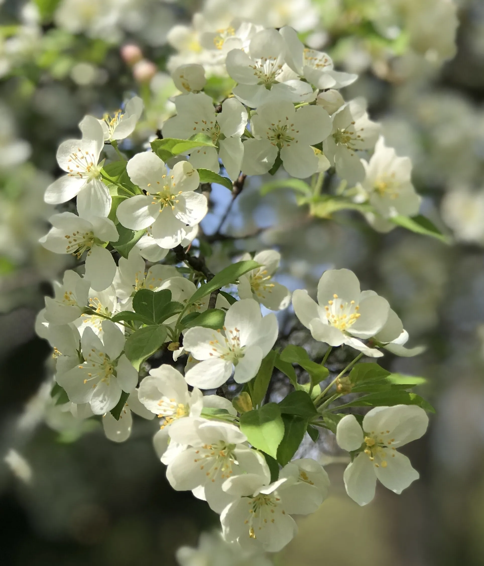 Spring splendor