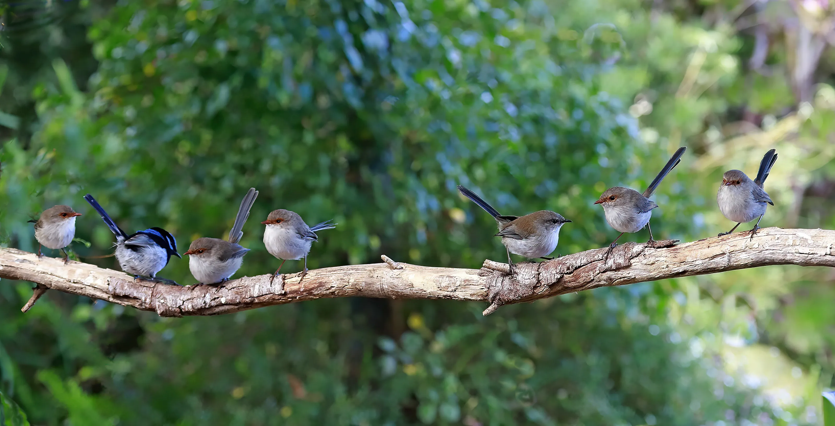 Fairy Wren family