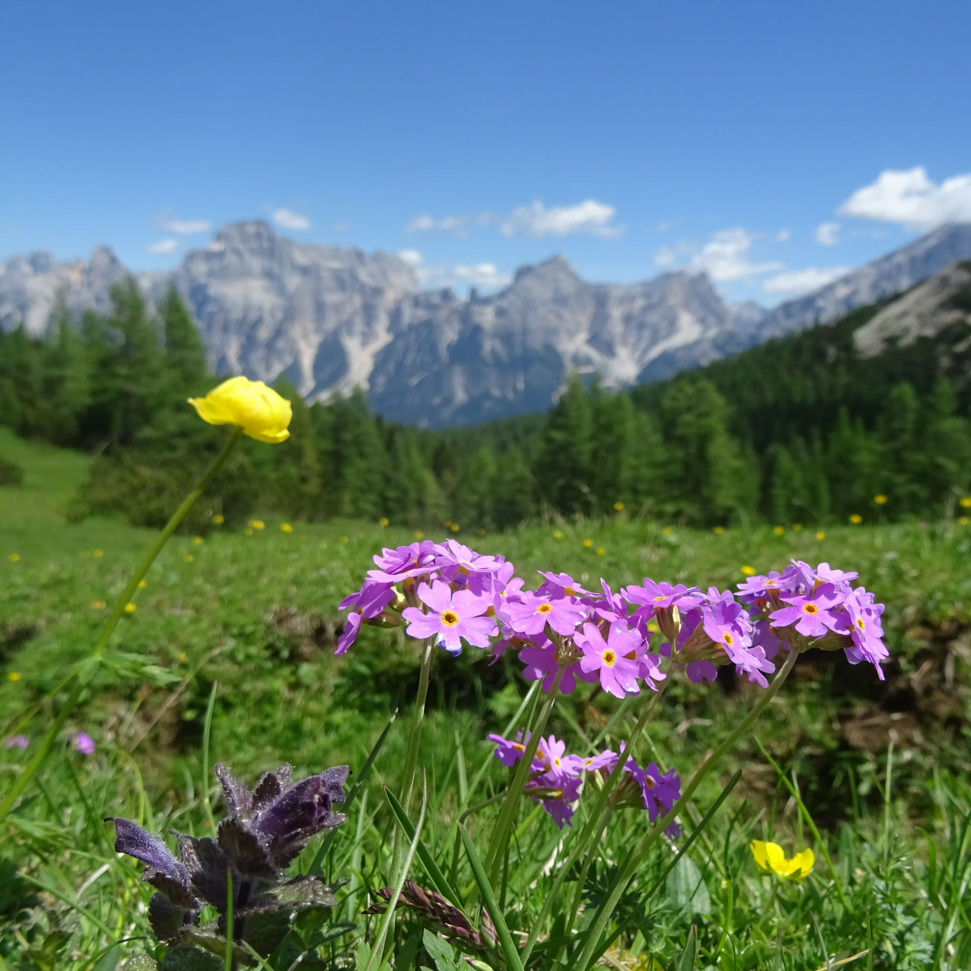 Nella natura