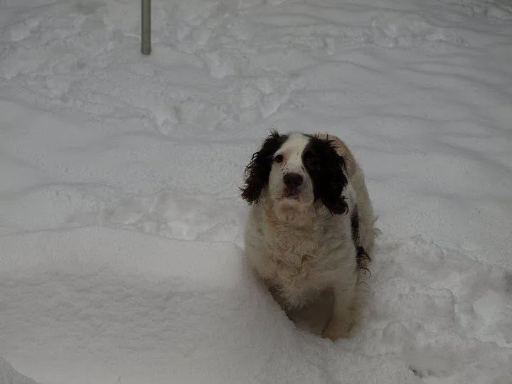Snow Springer