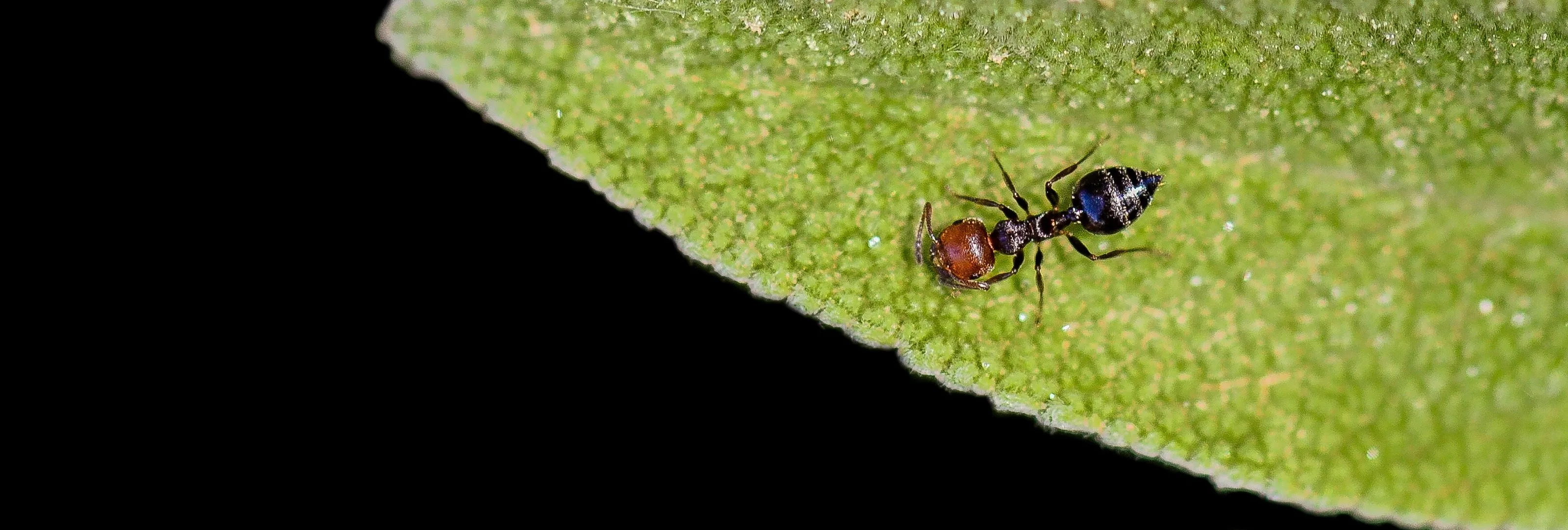 An Ant on leaf