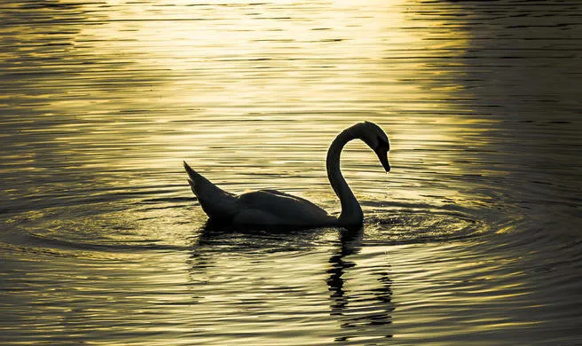 Gliding Swan