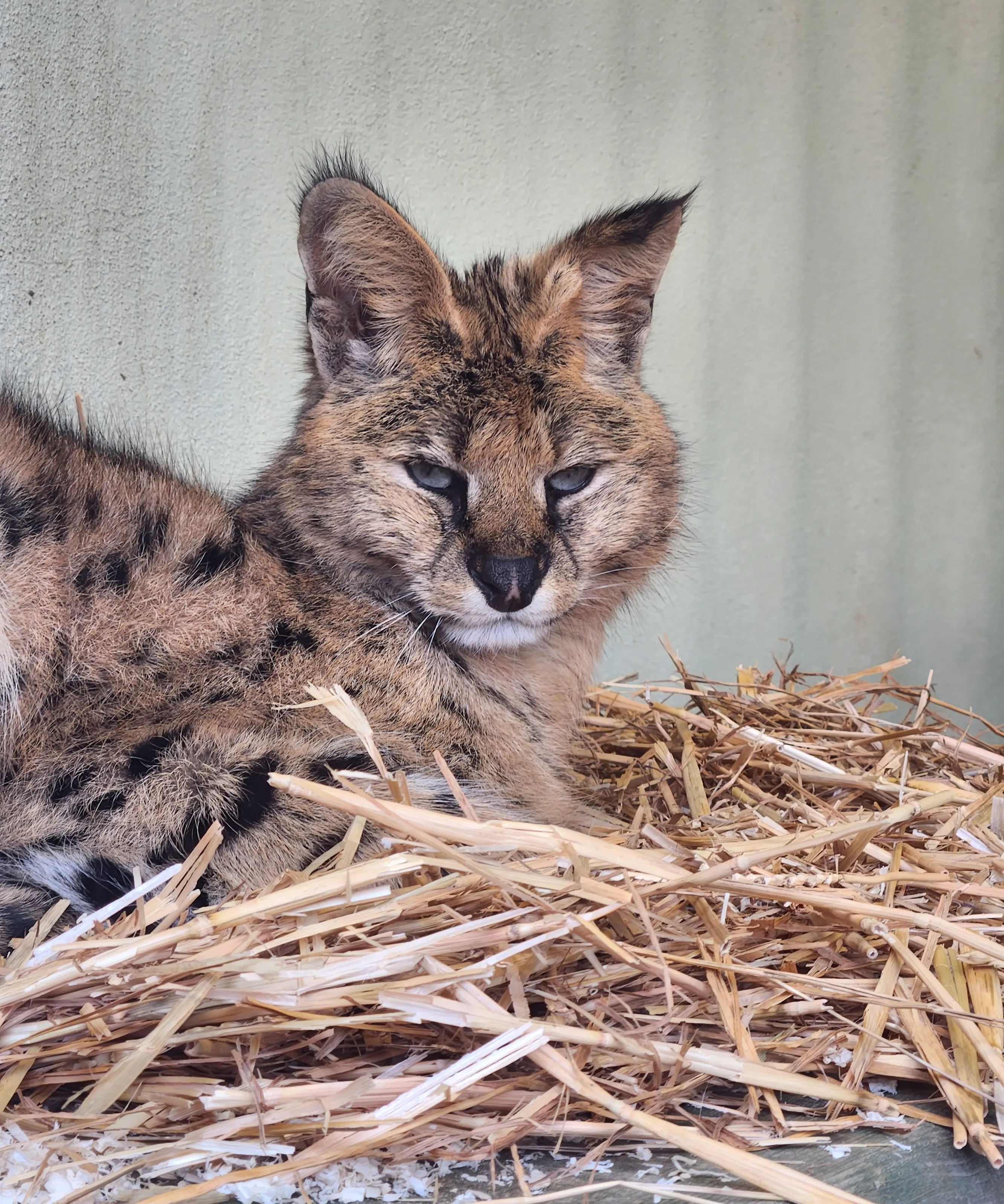 Relaxing serval