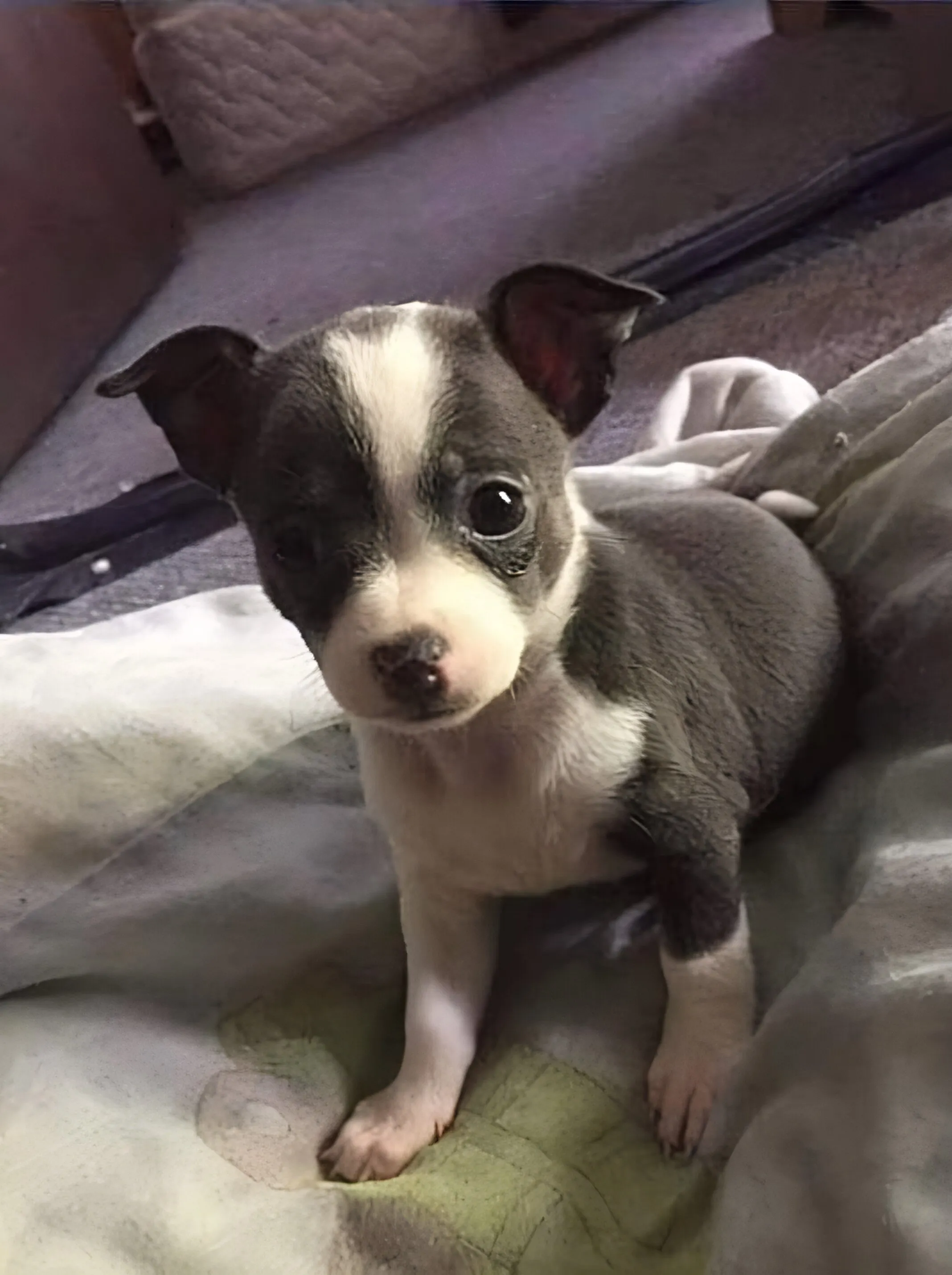 Roo