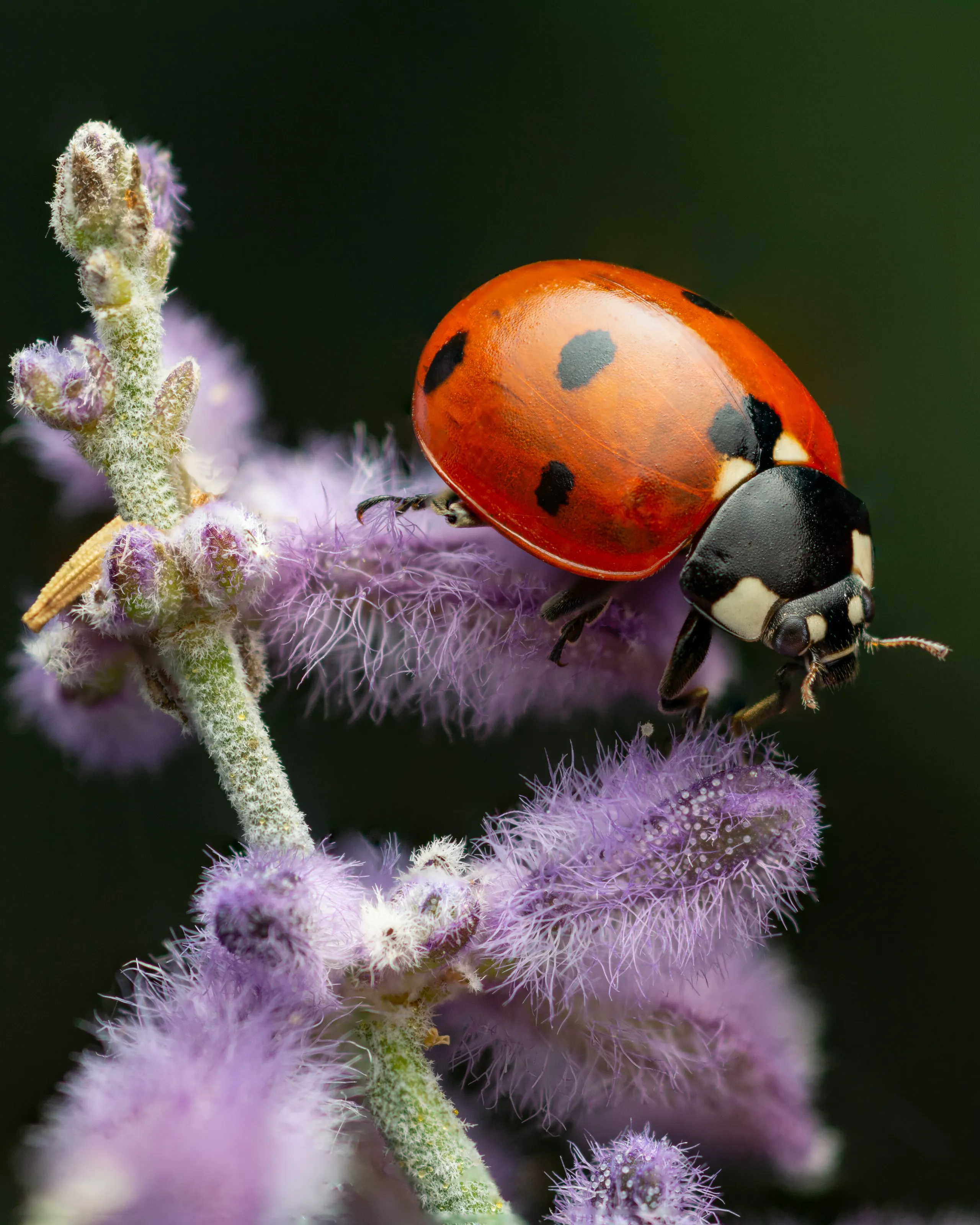 Spotty Bug