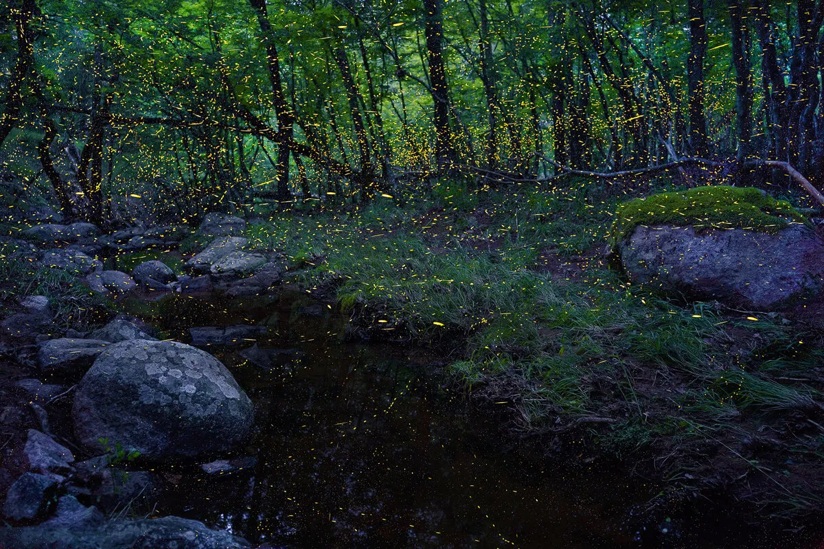 Fireflies