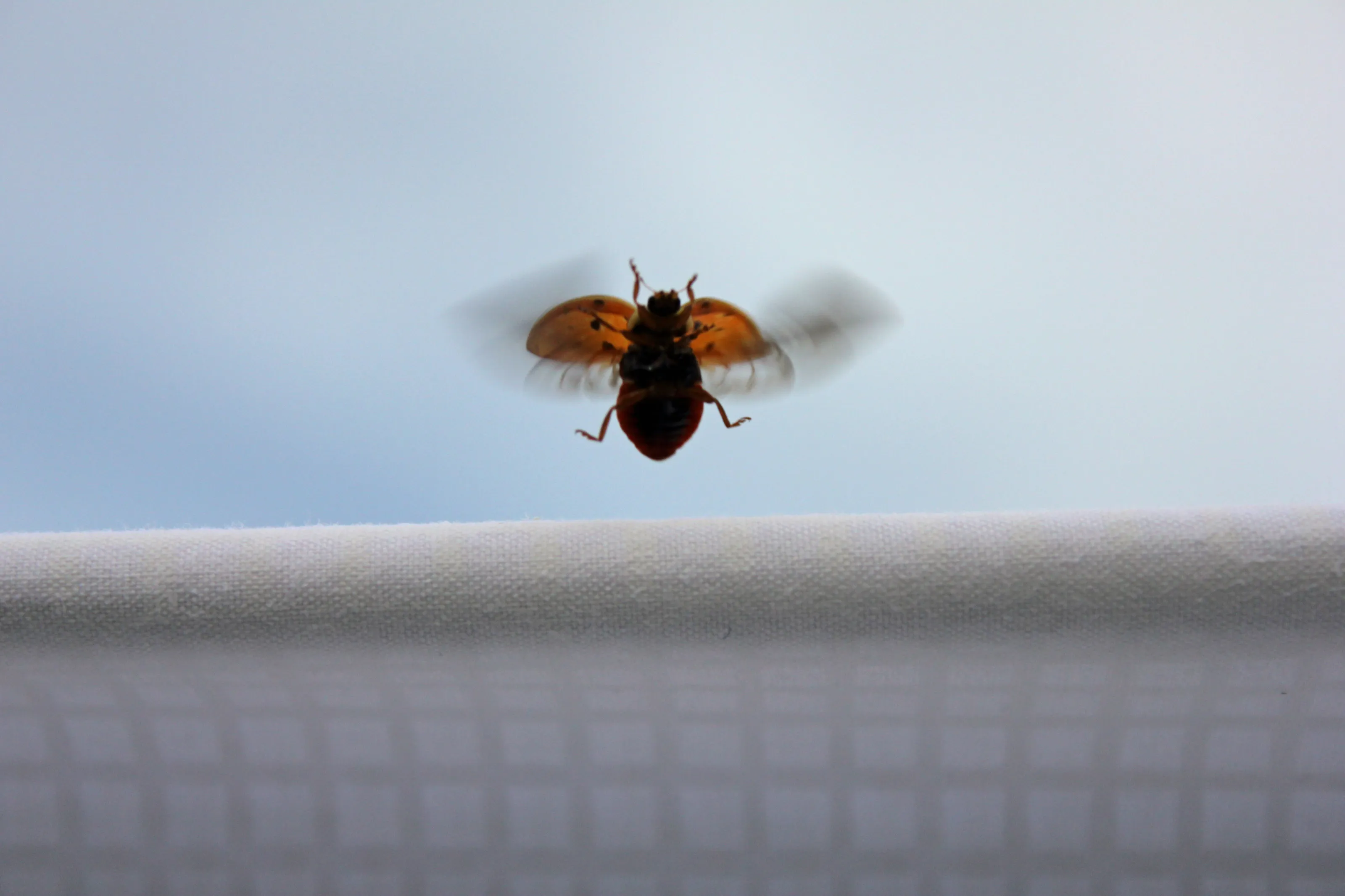 Ladybird in flight