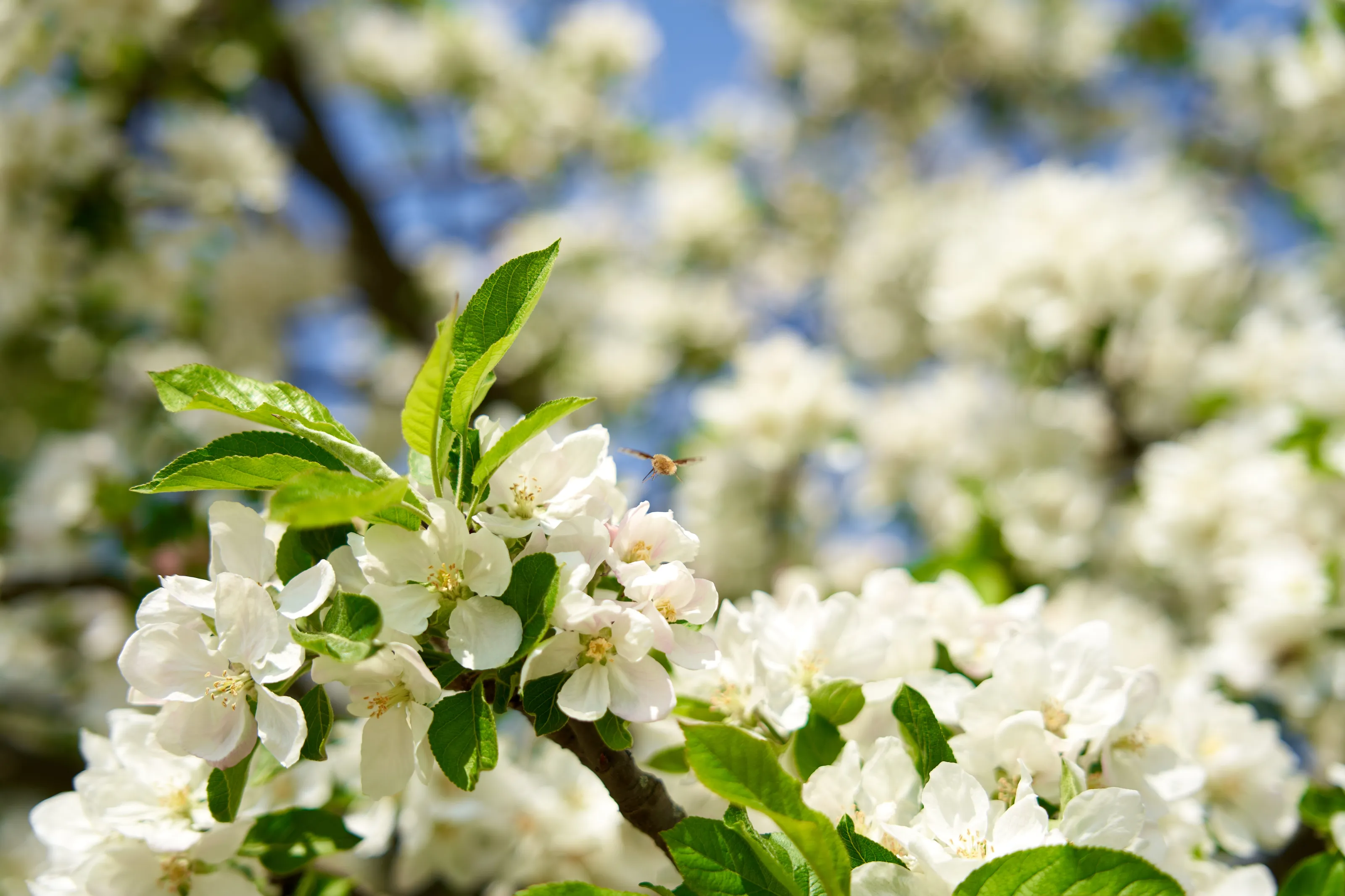 Tree Blossom and Bumble Bee