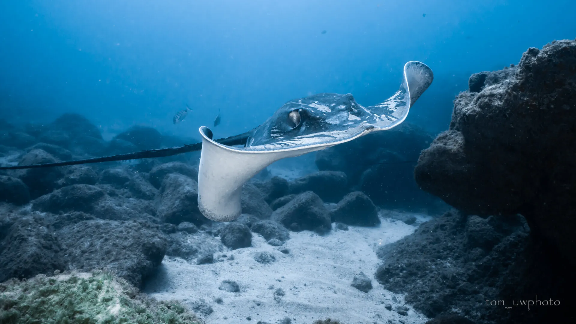 Ray in Tenerife