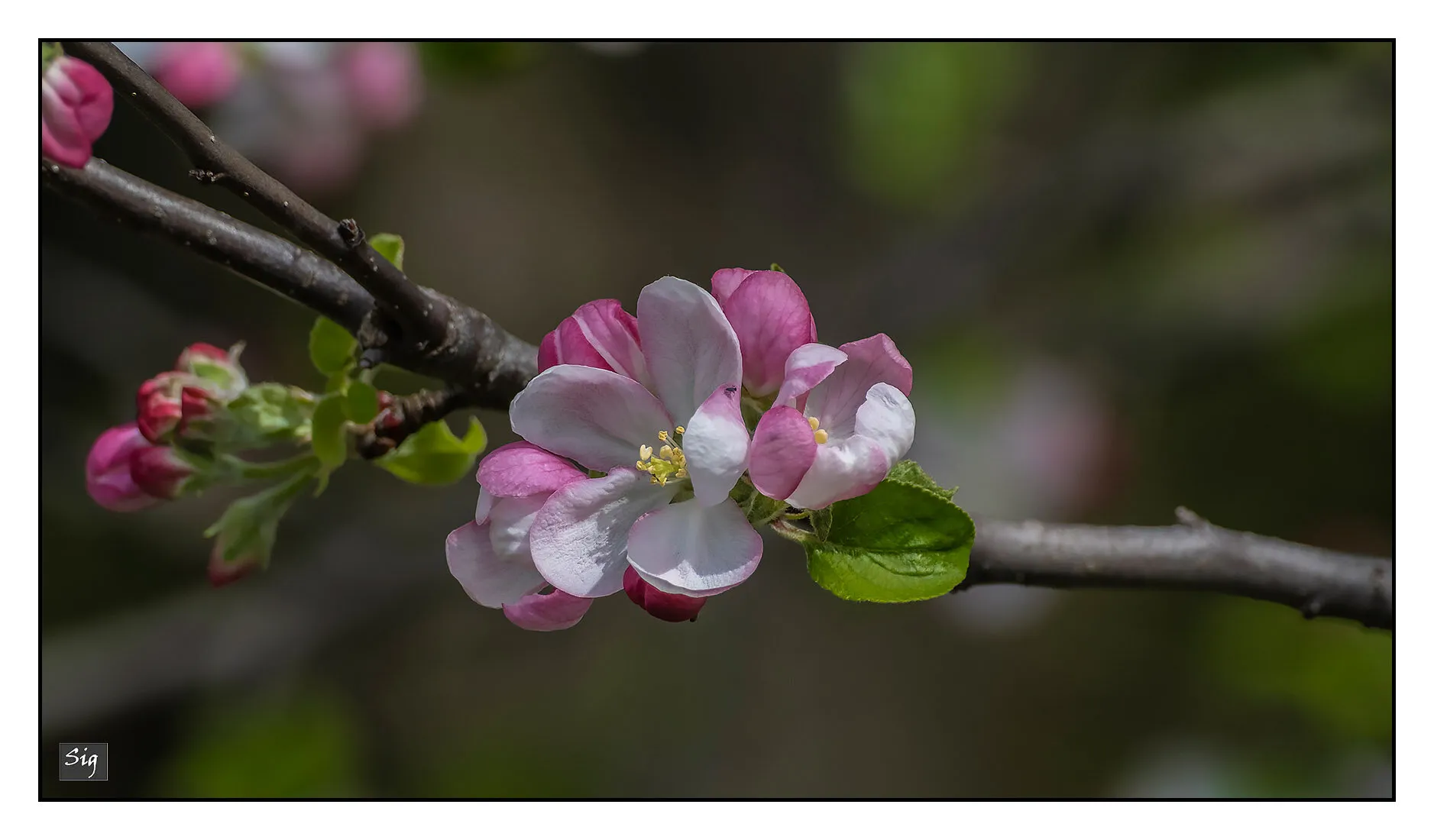Entry 16335327
