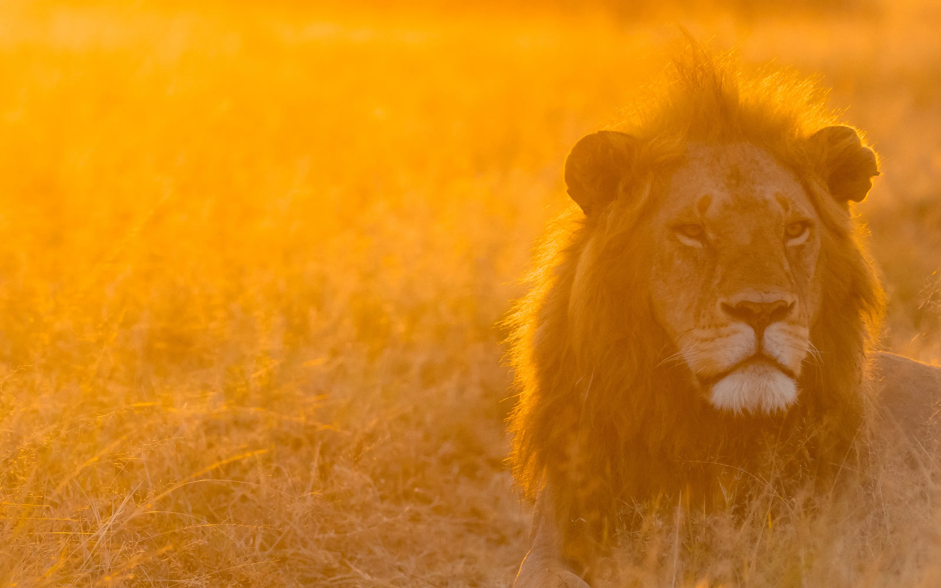 A Majestic Sight: A Lion's Rest in the Masai Mara's Long Grasses