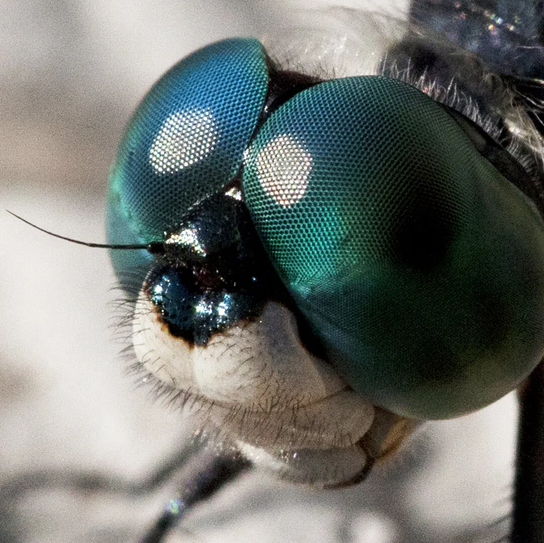 Blue tailed dragonfly