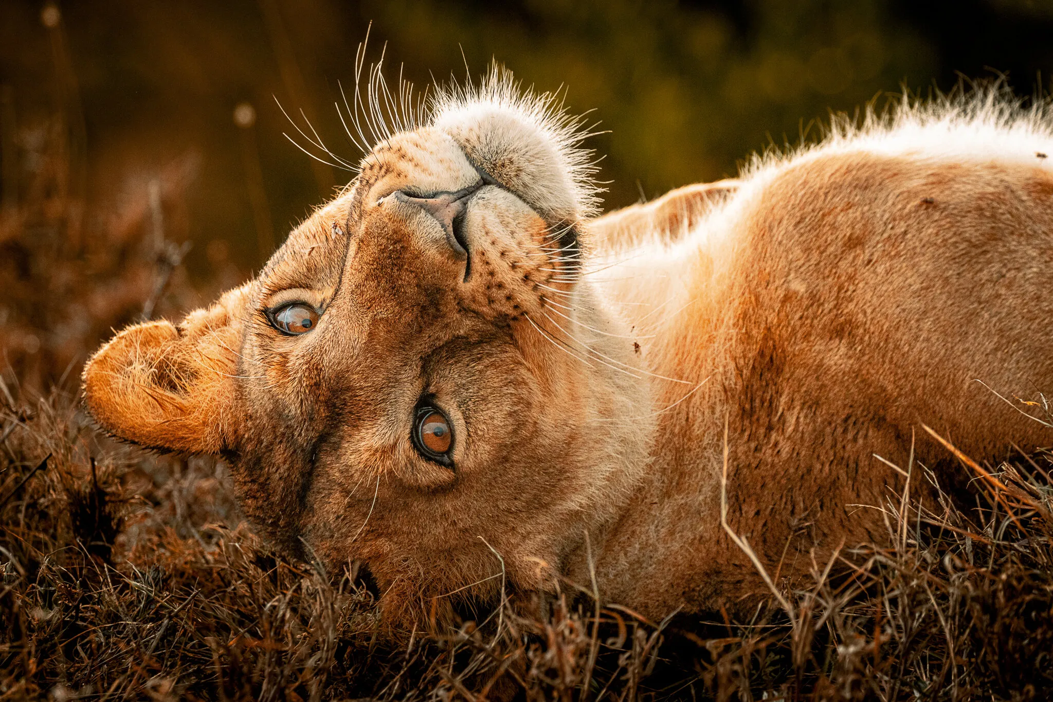 Sunset Queen: A Lioness Basks in the Last Light of the Day