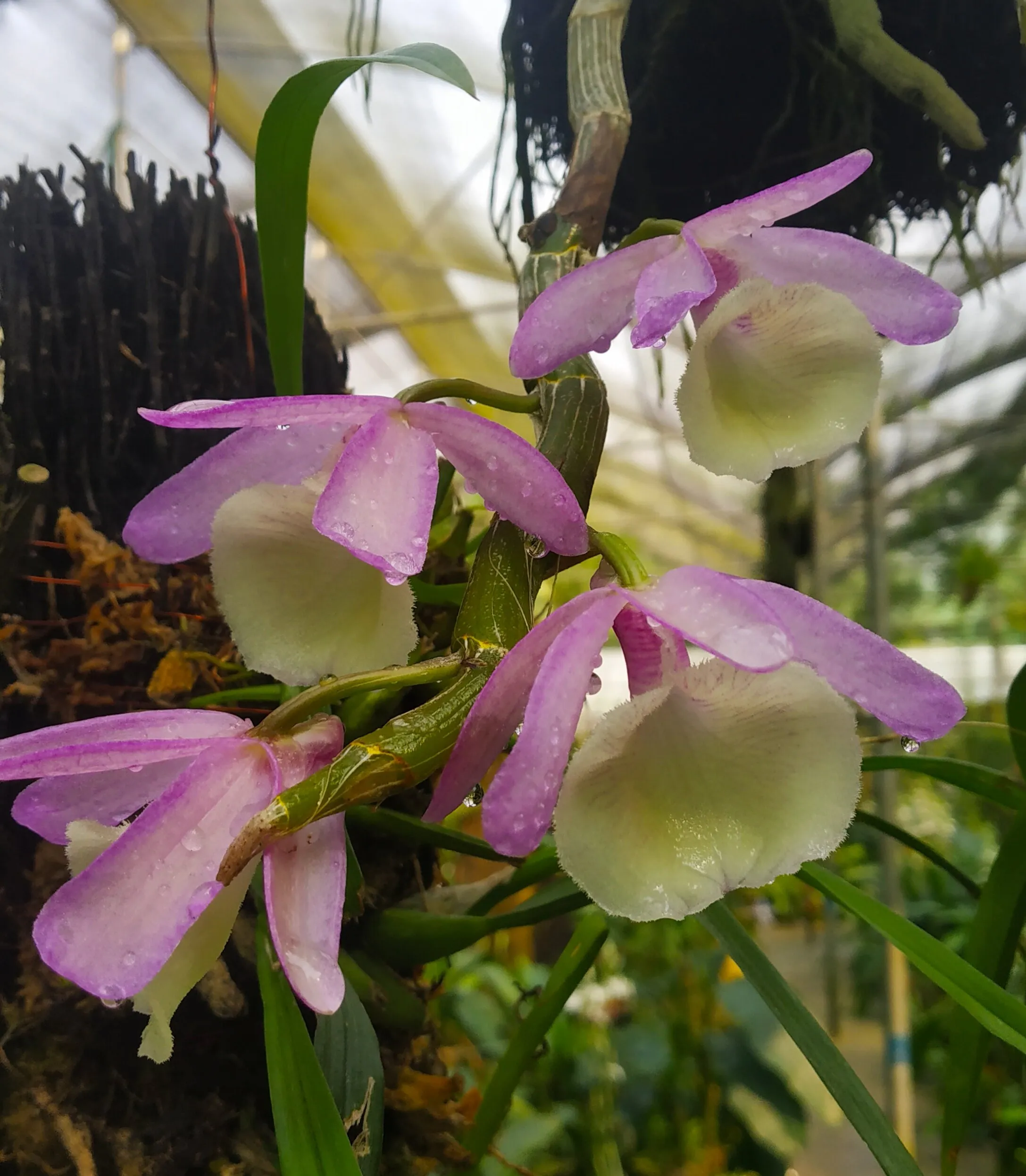 Orchids