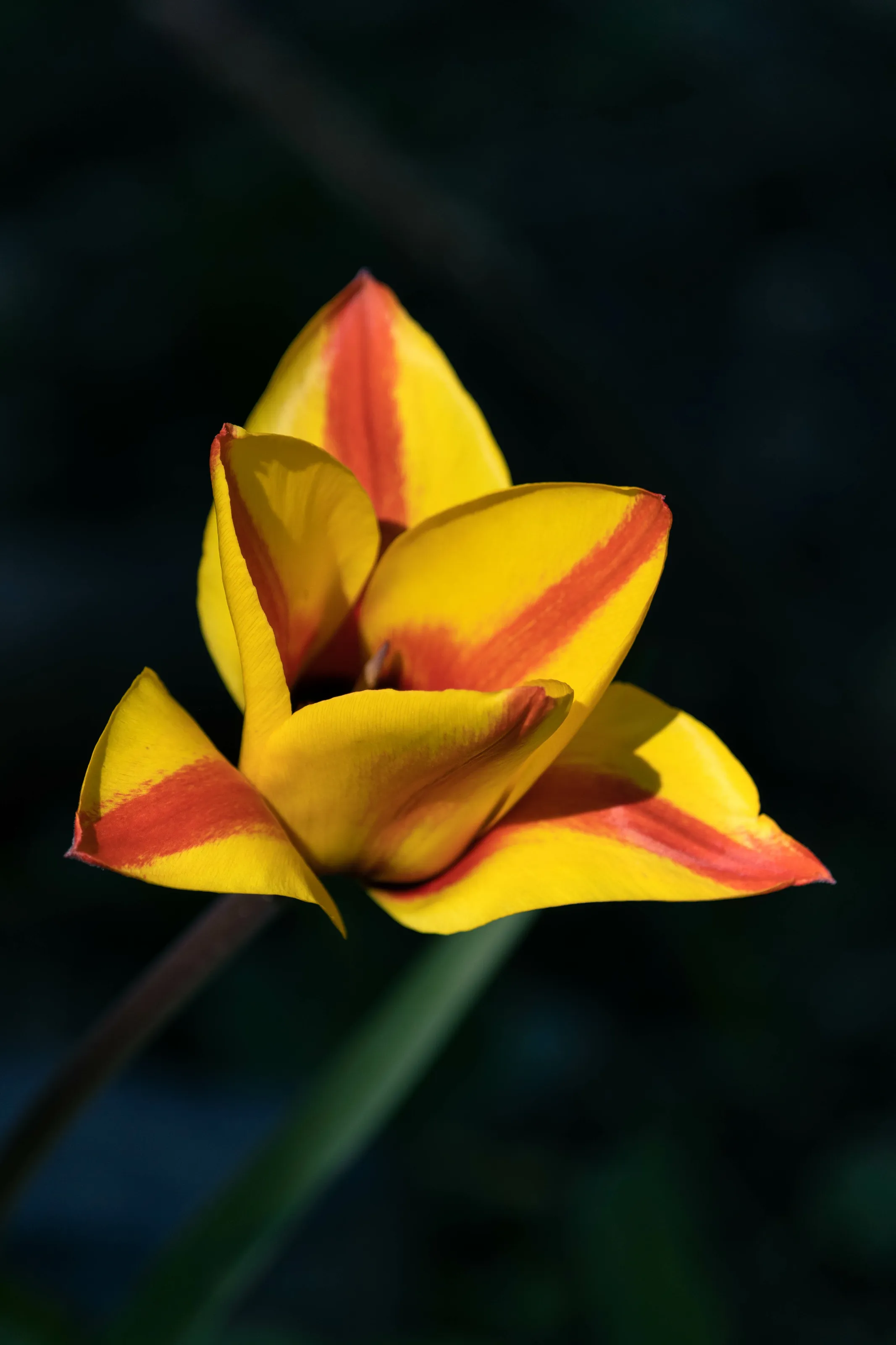 Tulip in spring
