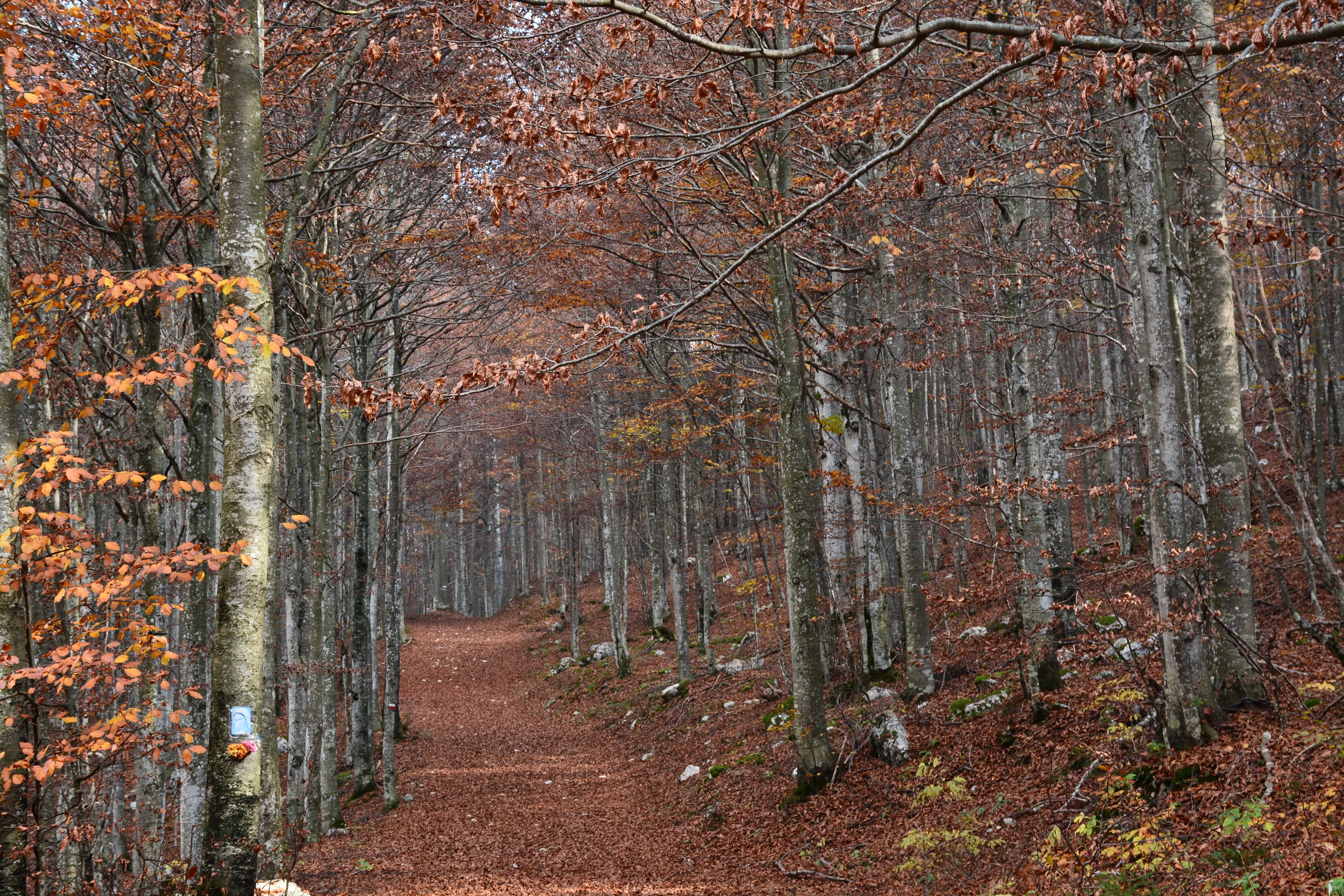 Forest