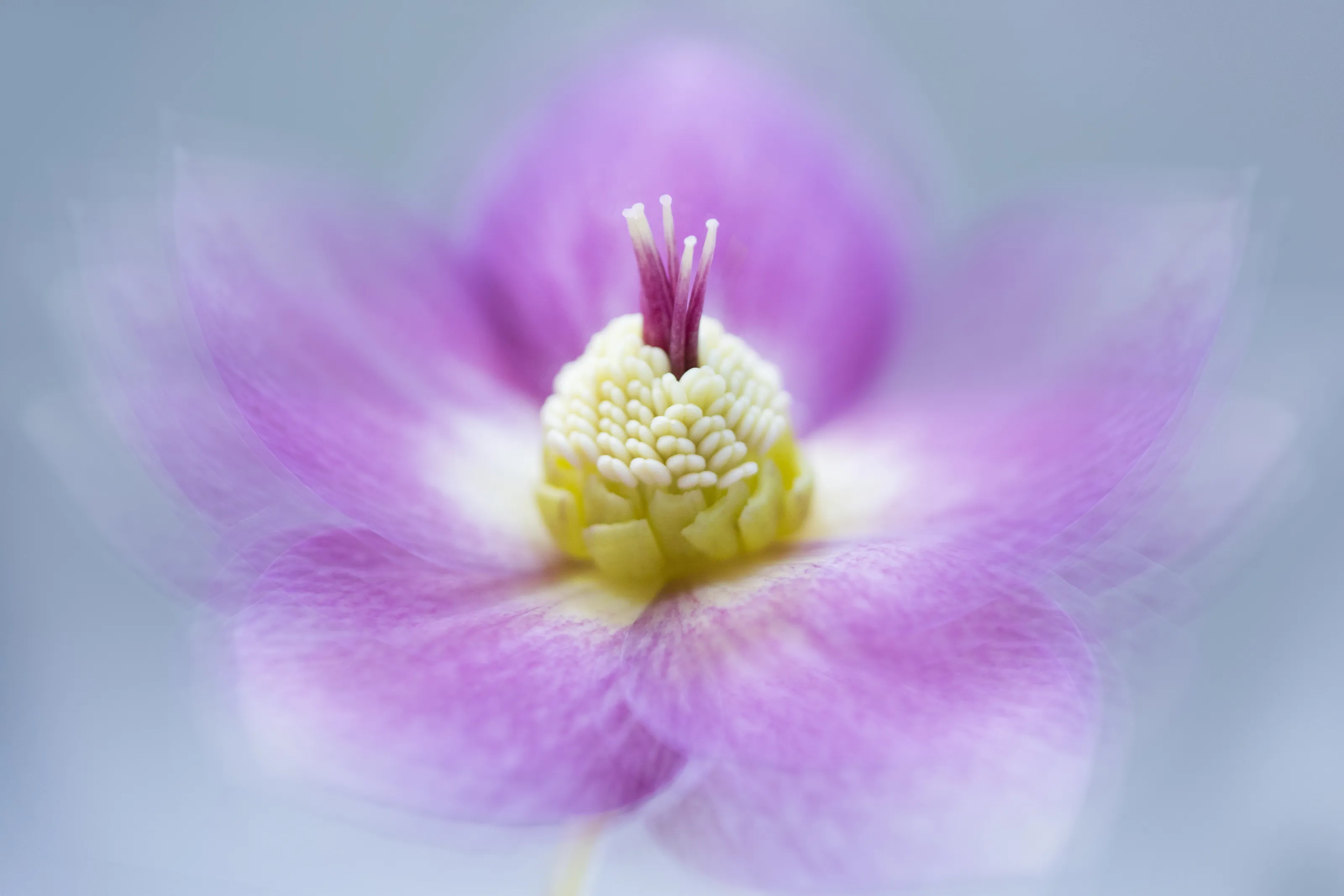 Hellebore