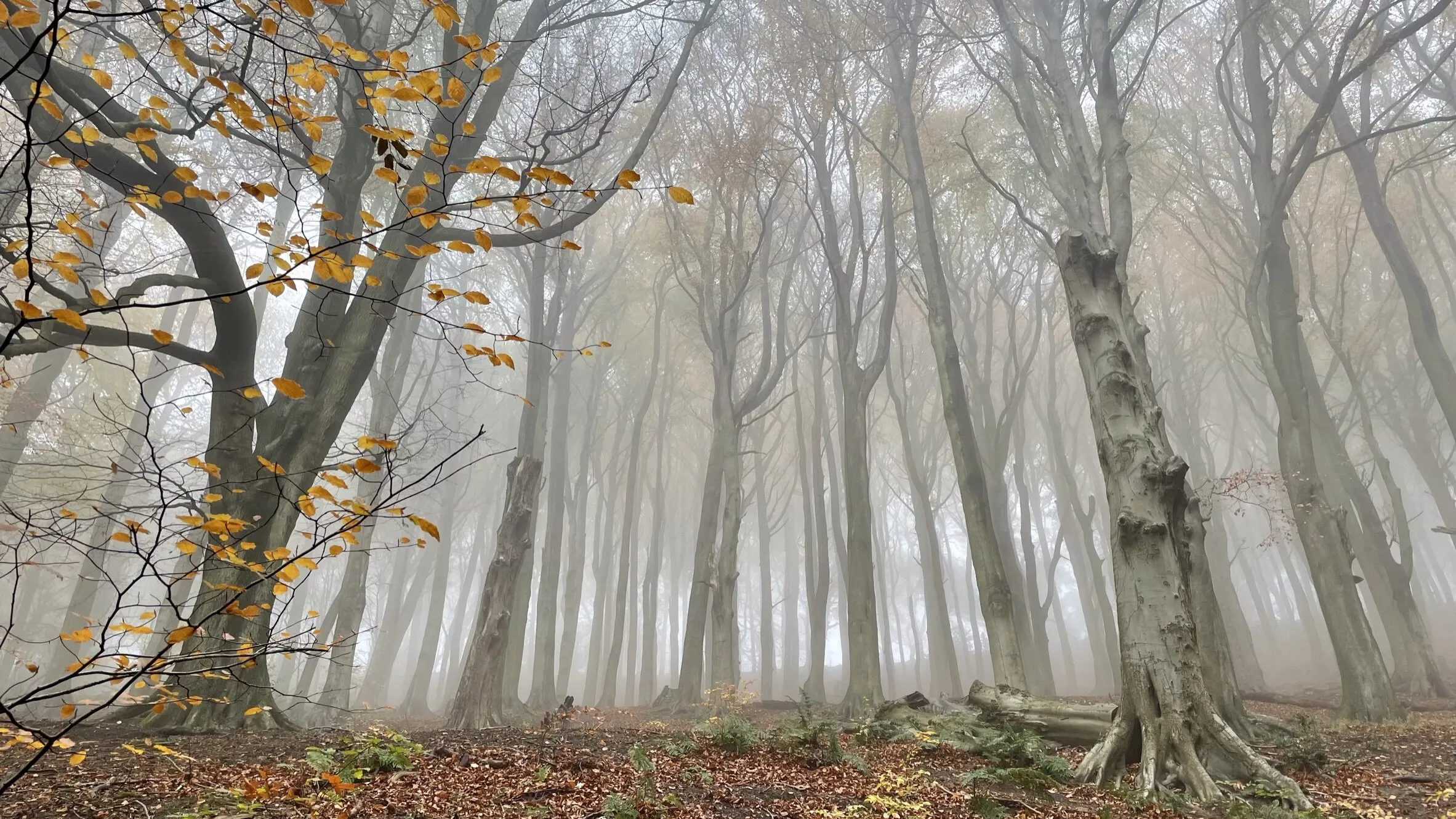 Autumn Mists in Limb Valley