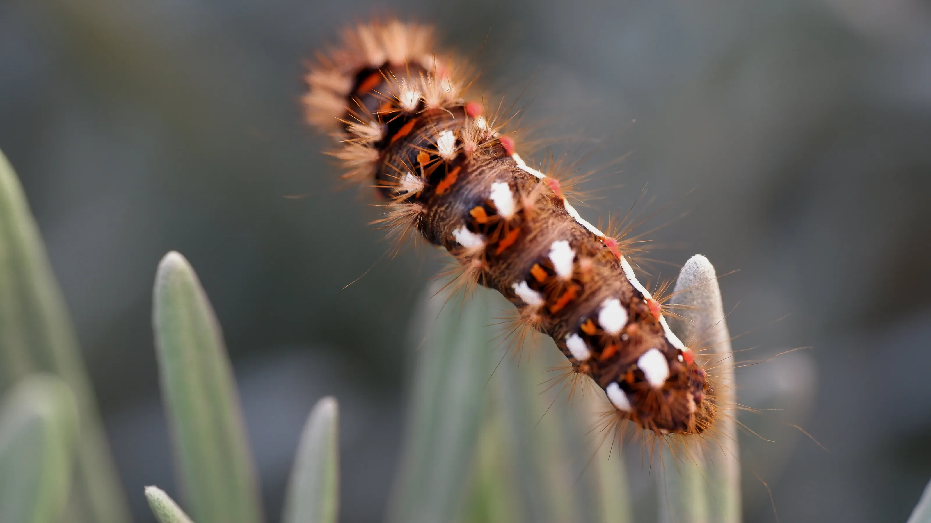 Knot Grass Moth on Lavender