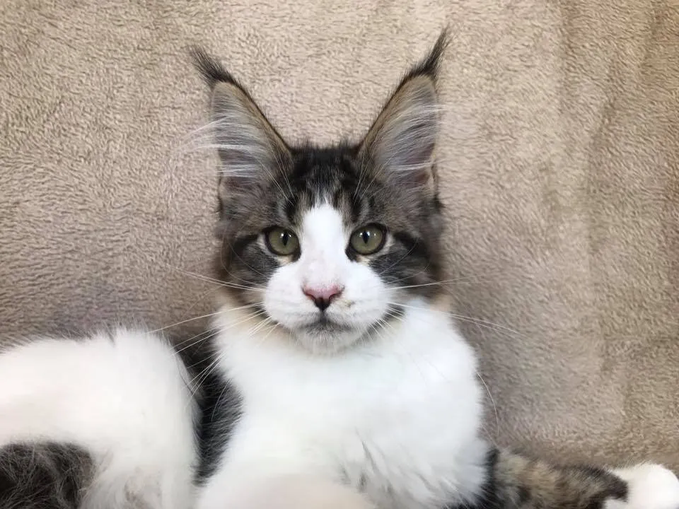 Maine Coon Kitten