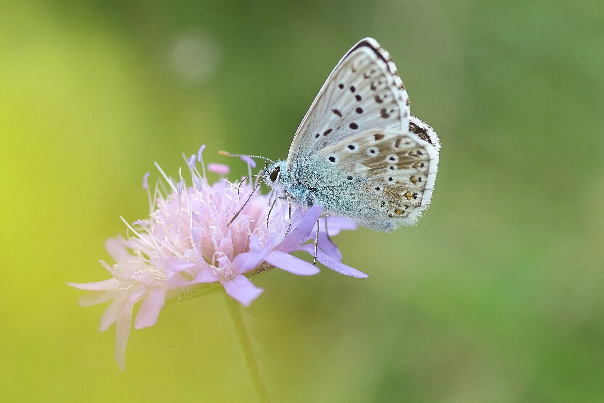 Chalkhill blue butterfly (Polyommatus coridon)
