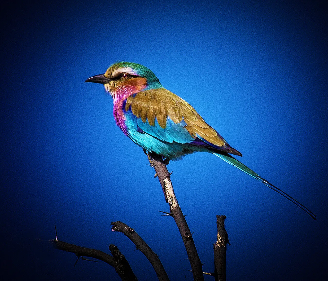 Lilac Breasted Roller