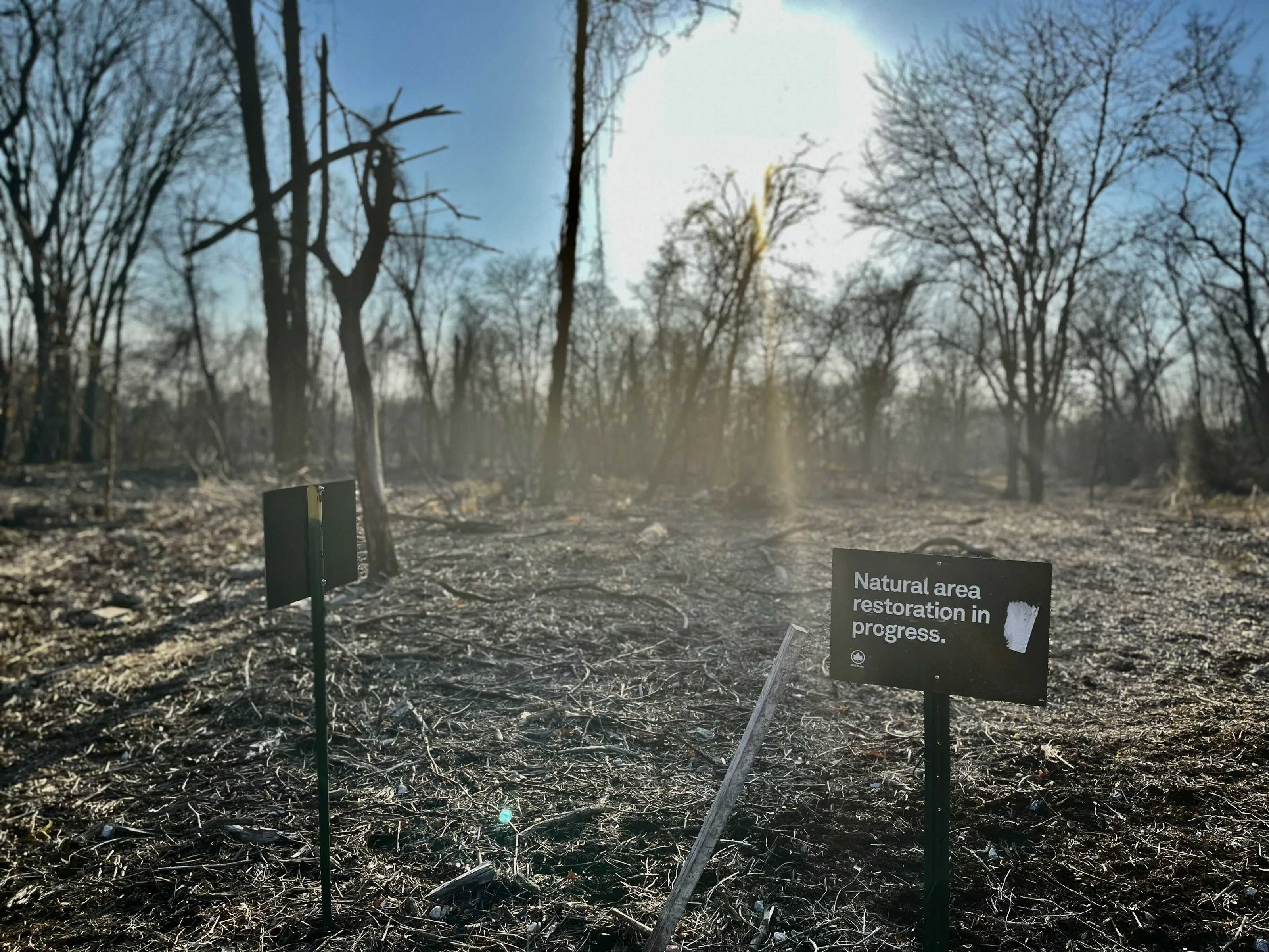 Reforestation