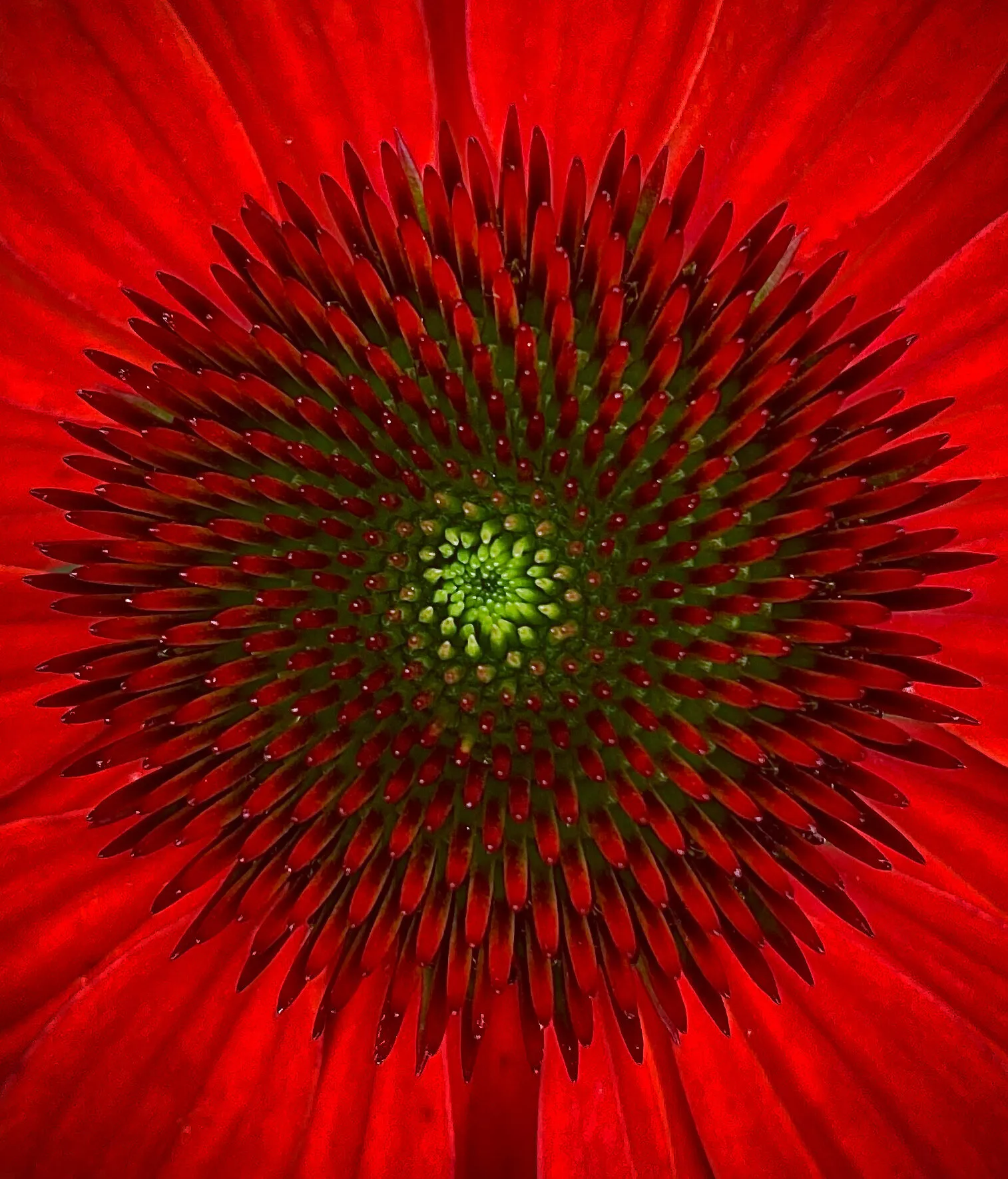 Echinacea Burst