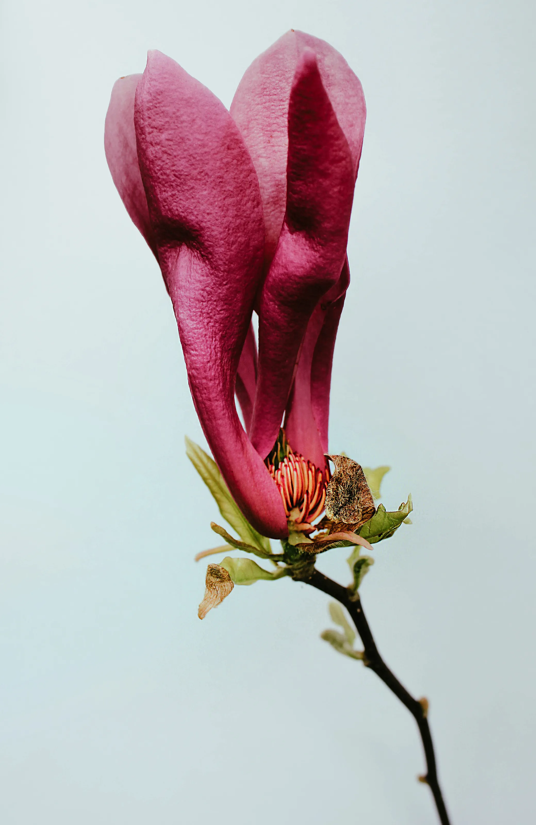 Single Magnolia Flower