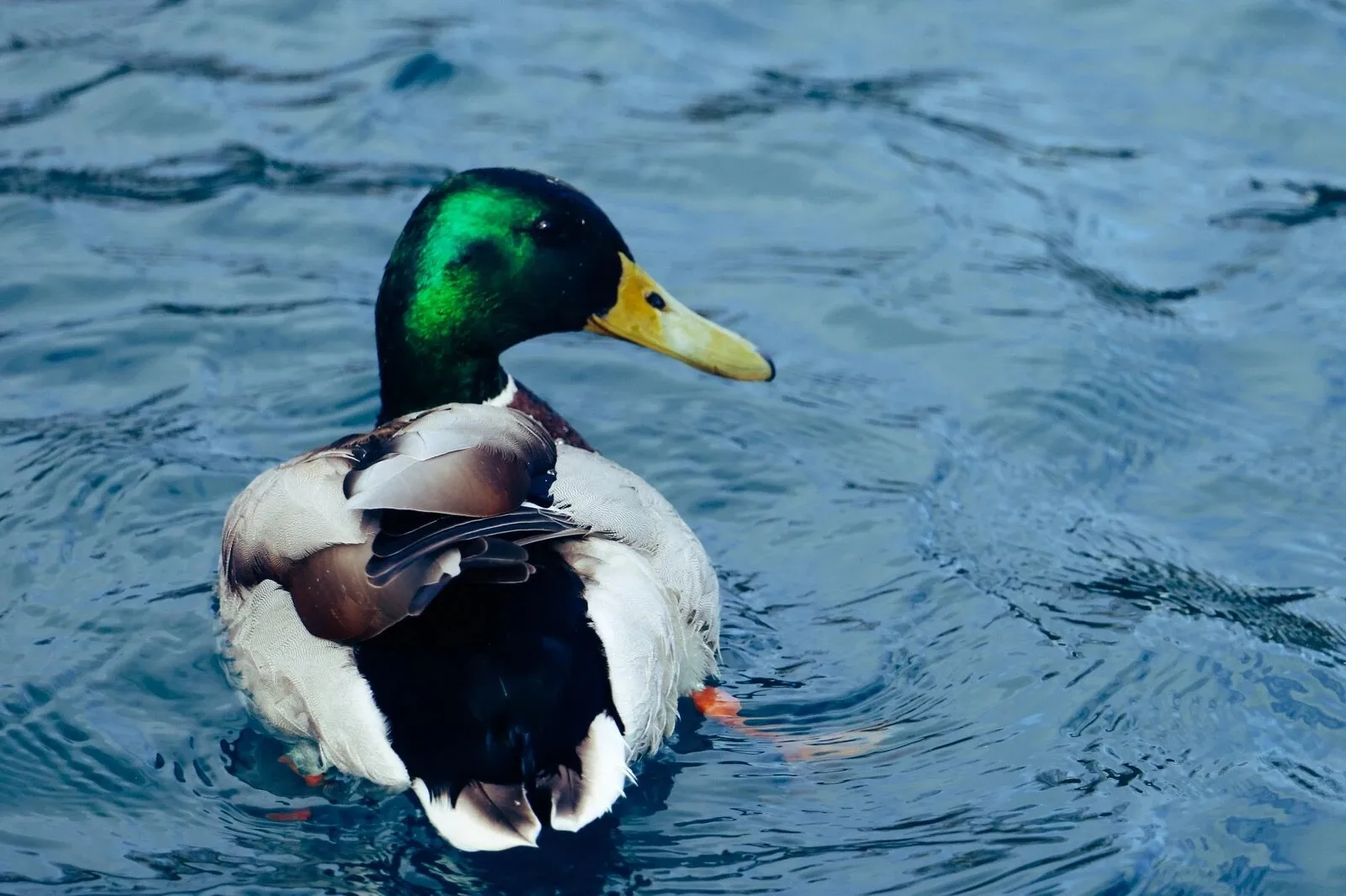 Duck