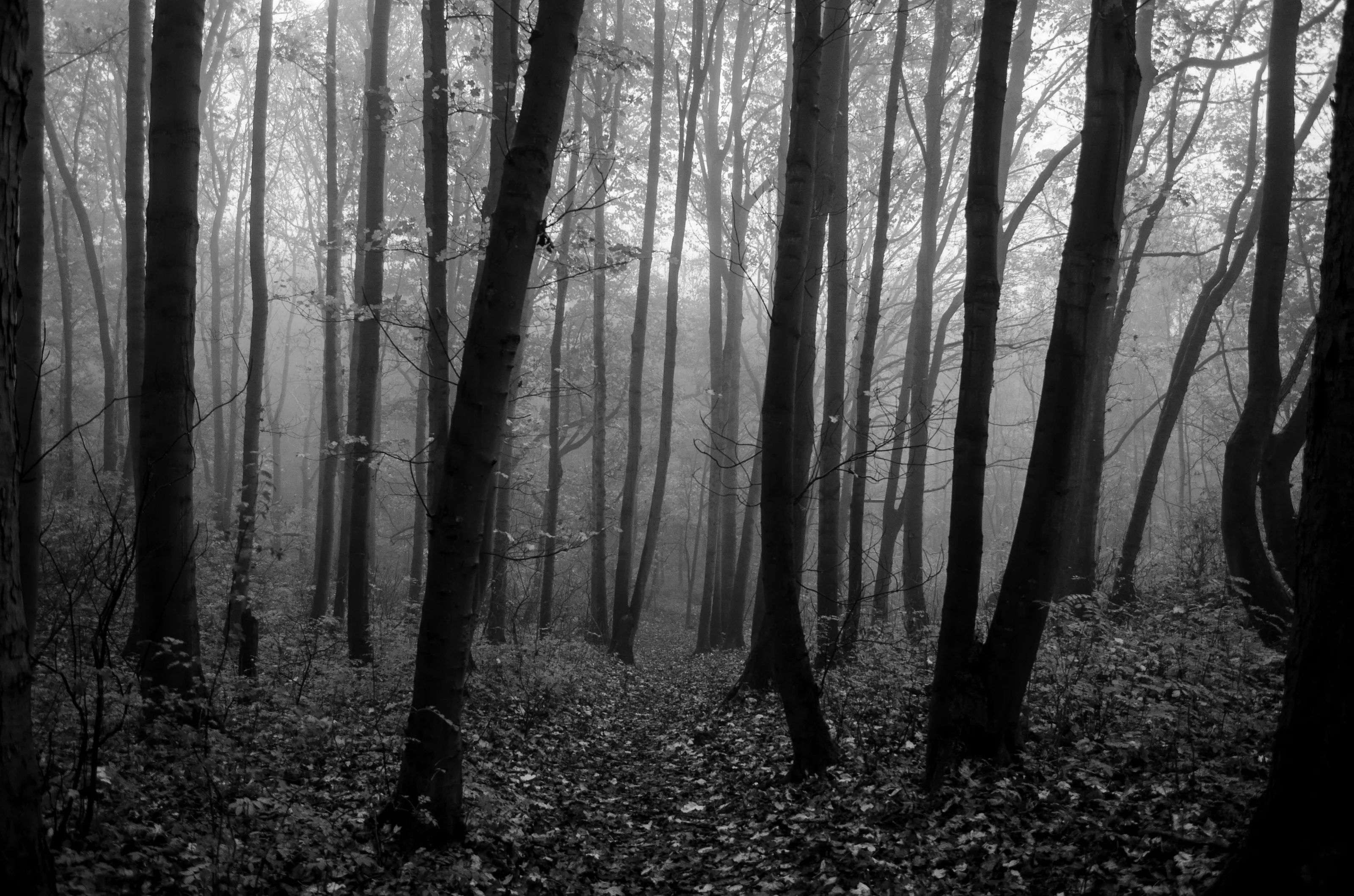 Down into the Fog