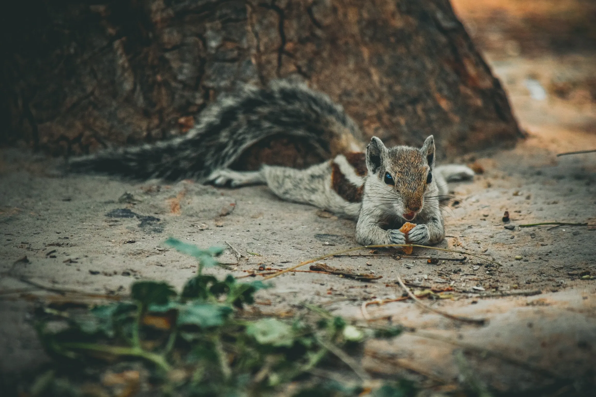 A Satisfied Chipmunk