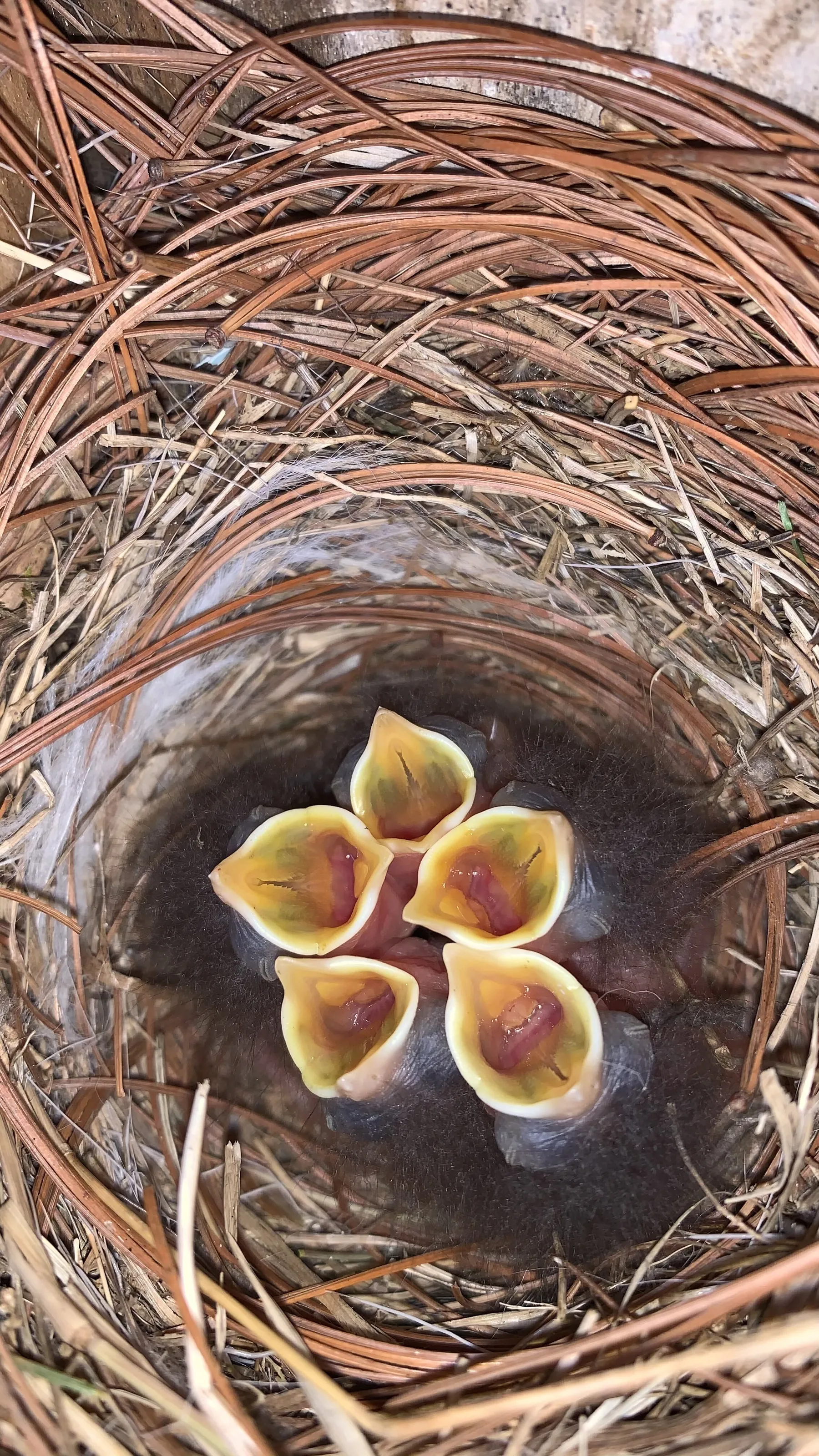 Backyard Bluebird Babies