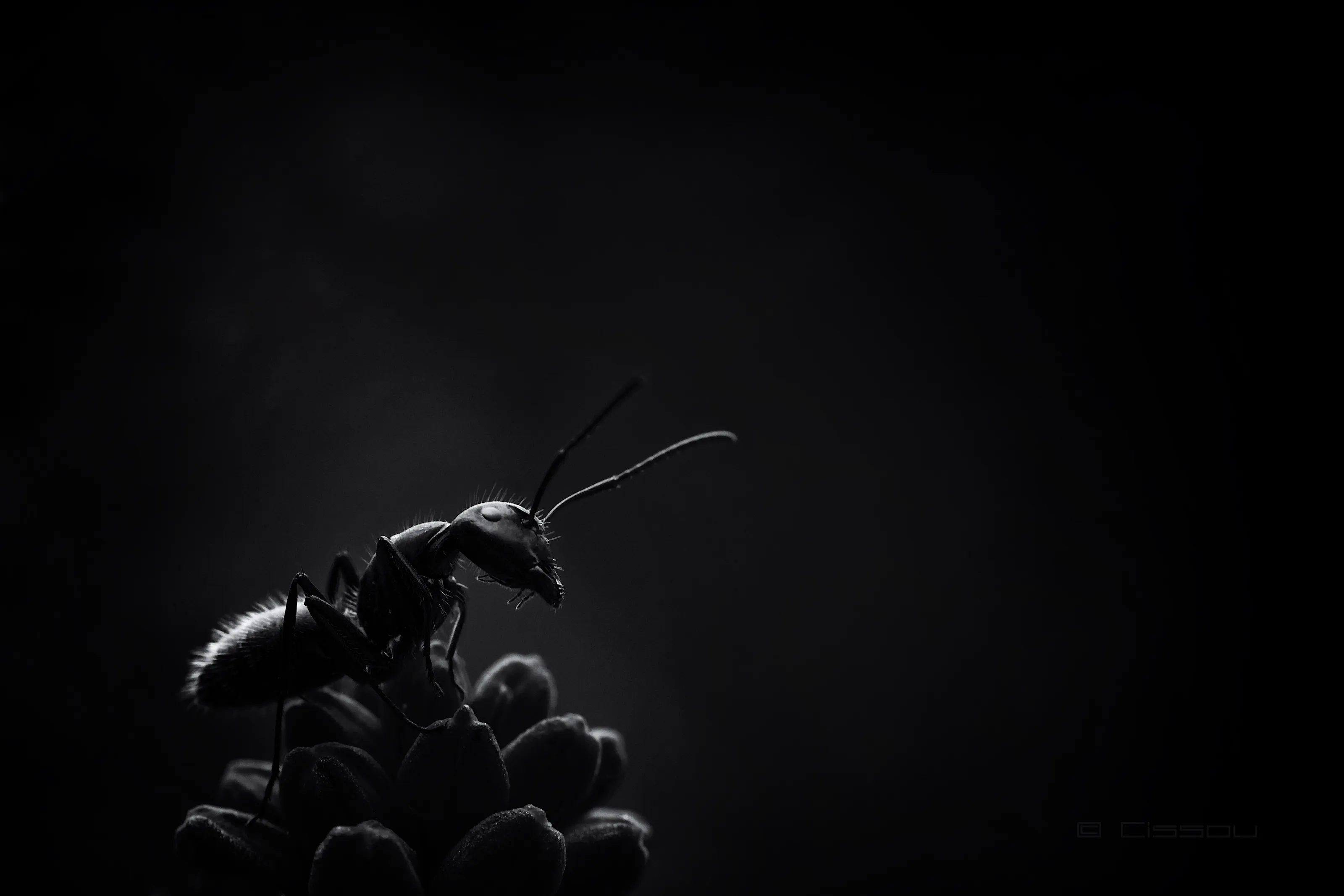 Ant show