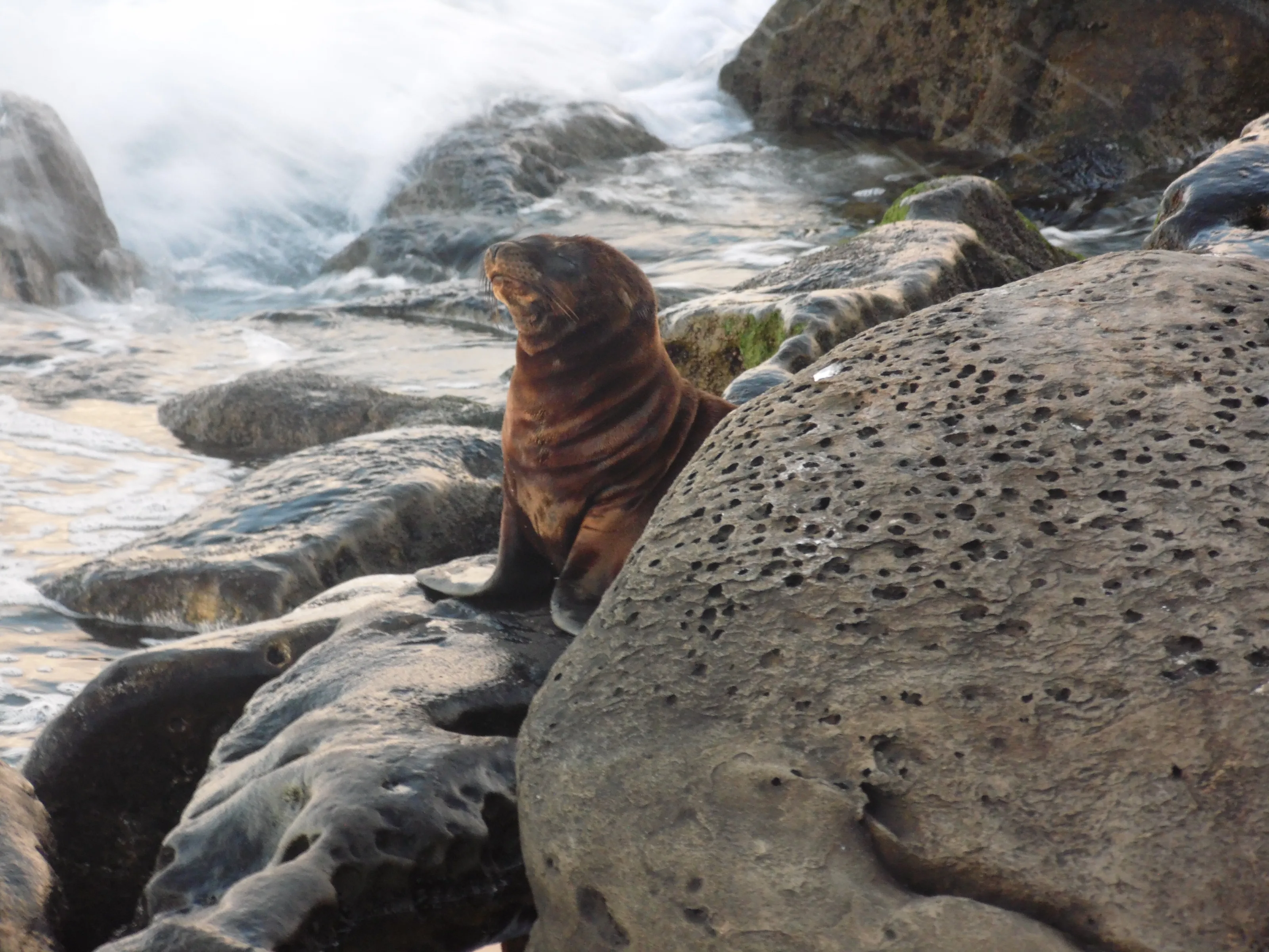 Sea Lion