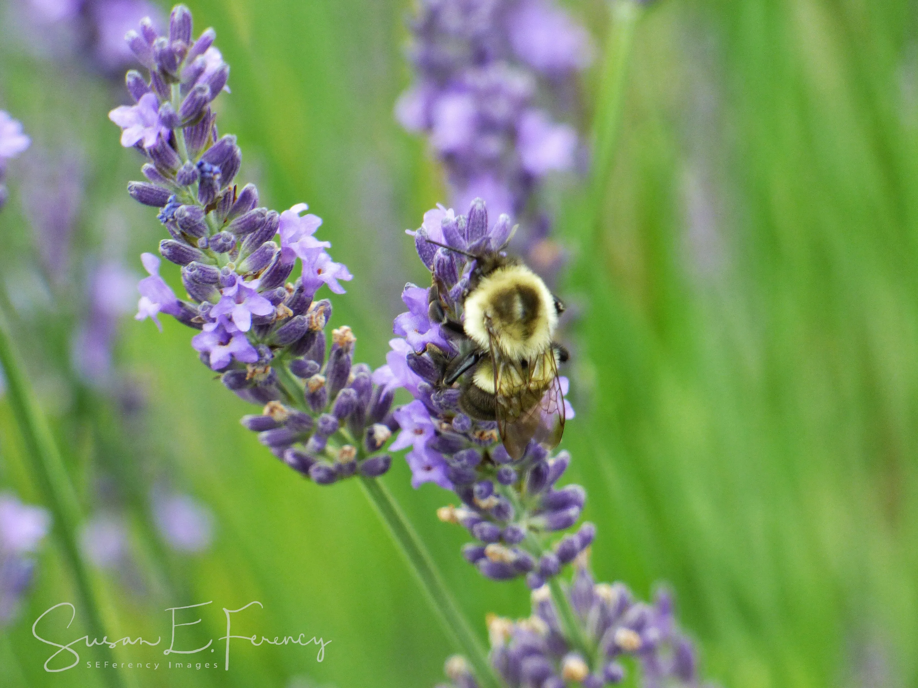 Busy Bee