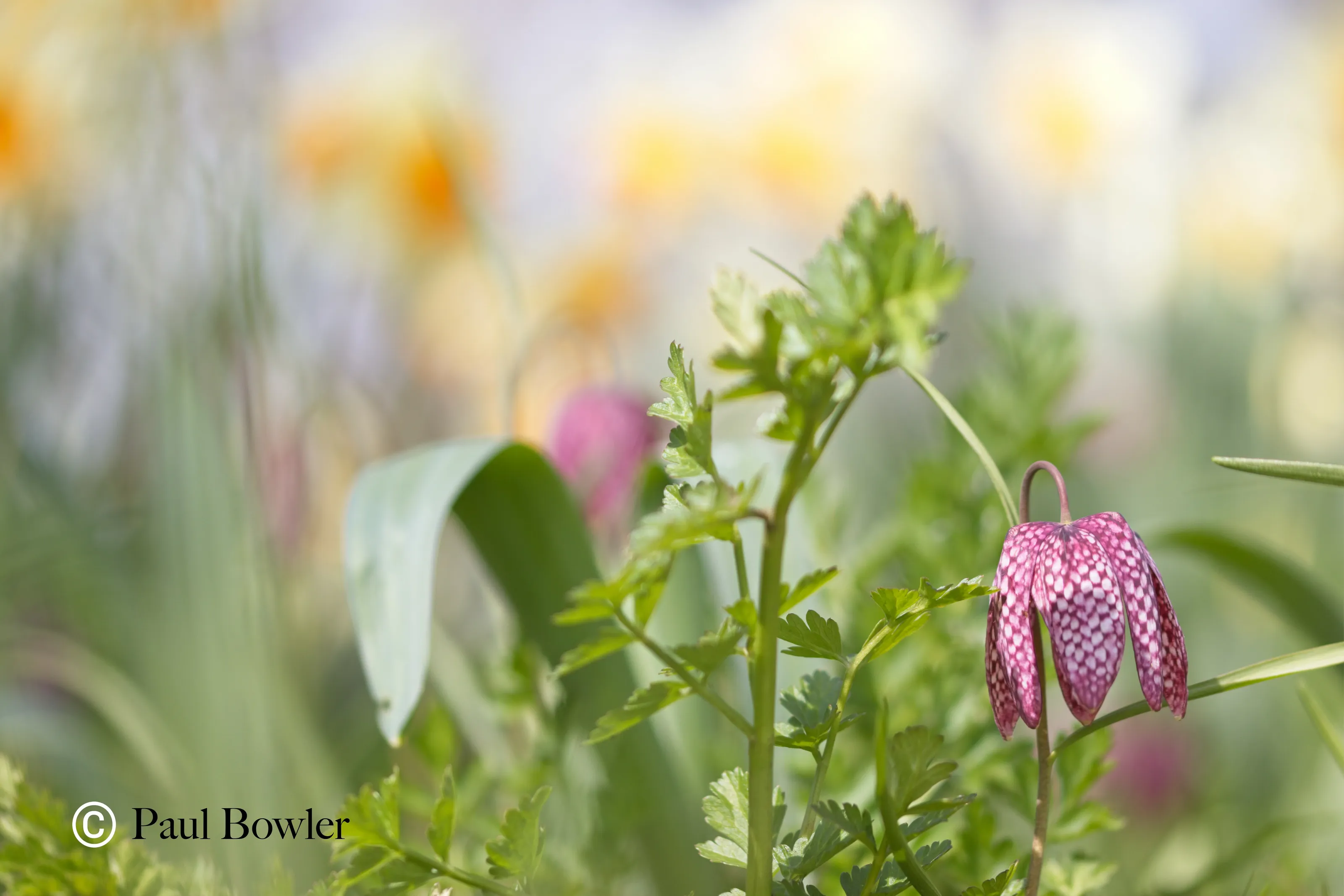 Snakeshead Fritillary