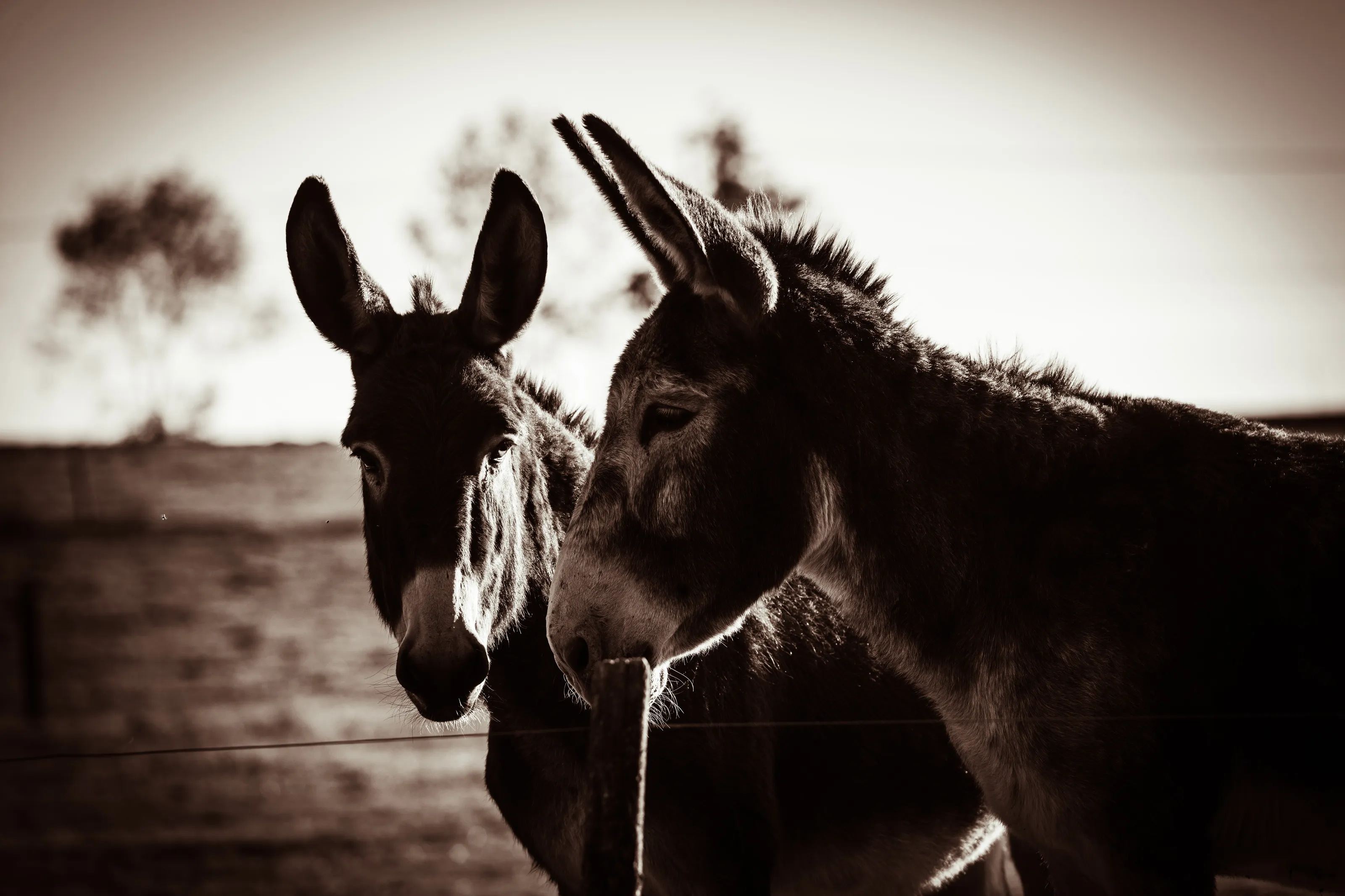 Donkey's B&W