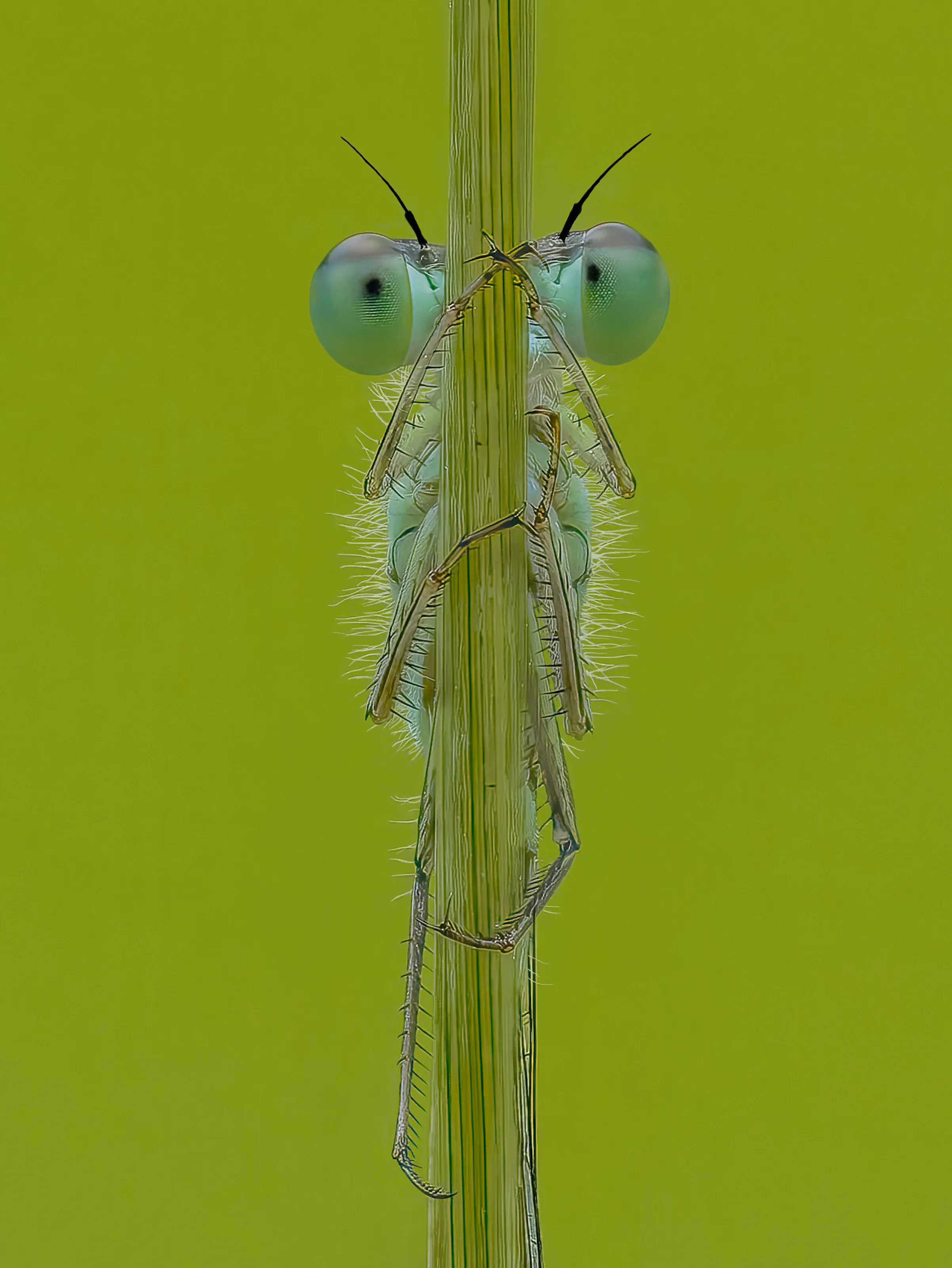 Common Blue Damselfly at dawn
