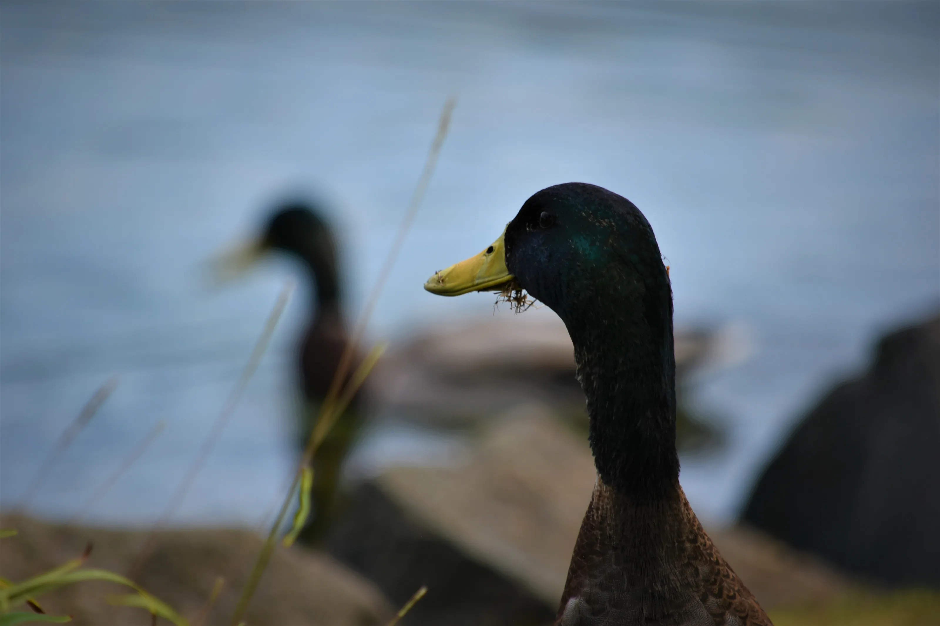 American Black Duck - Mallard