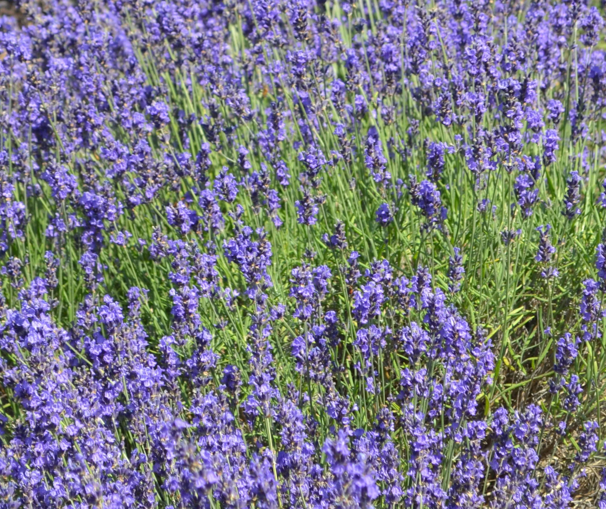 Lavender Field