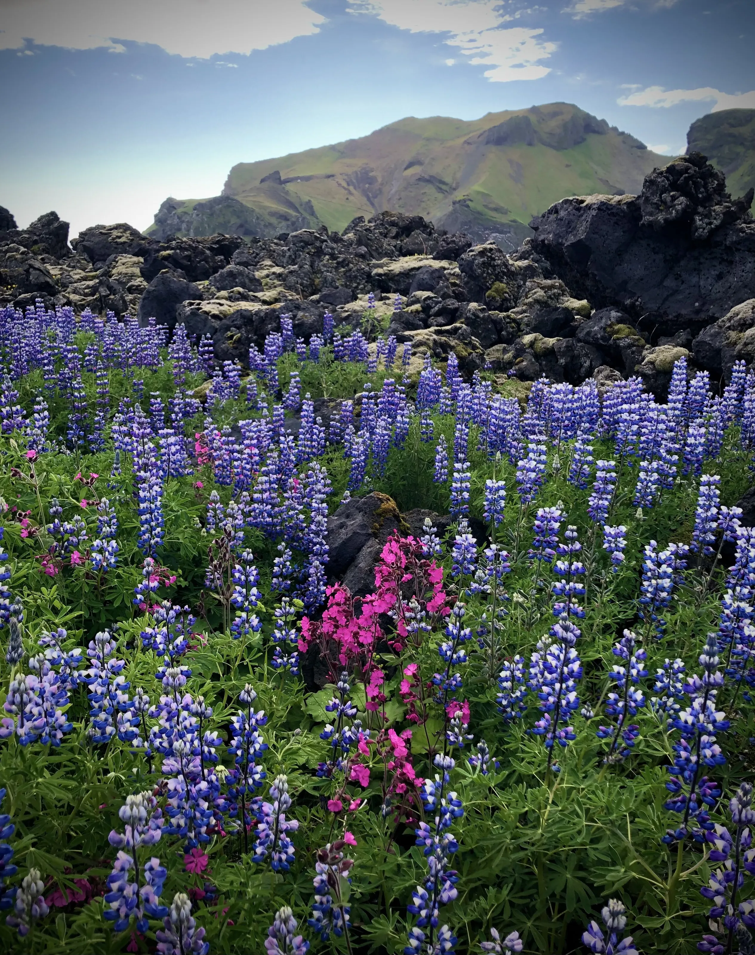 Volcanic Mountains and Lupine on Westman Island, Iceland