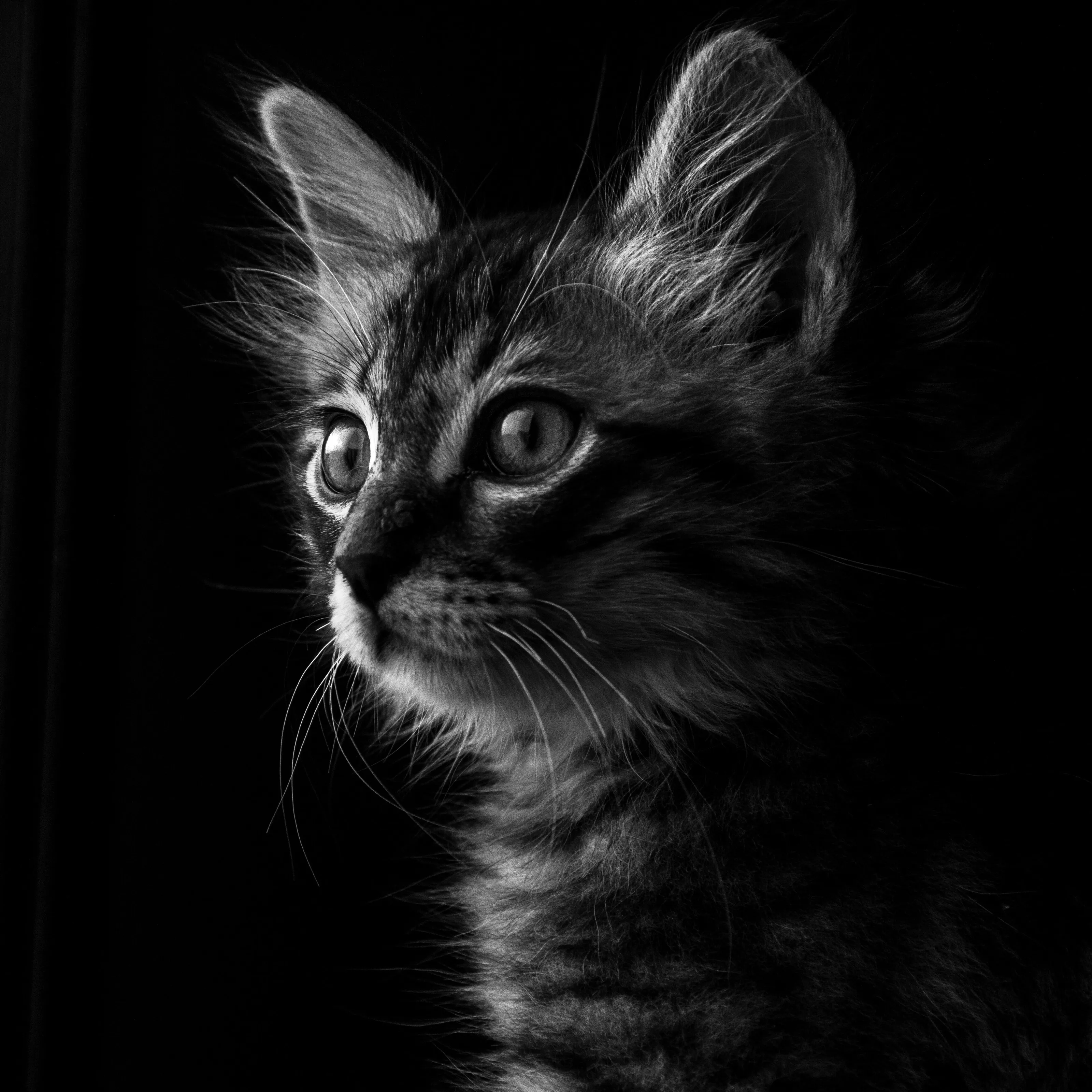 Simba