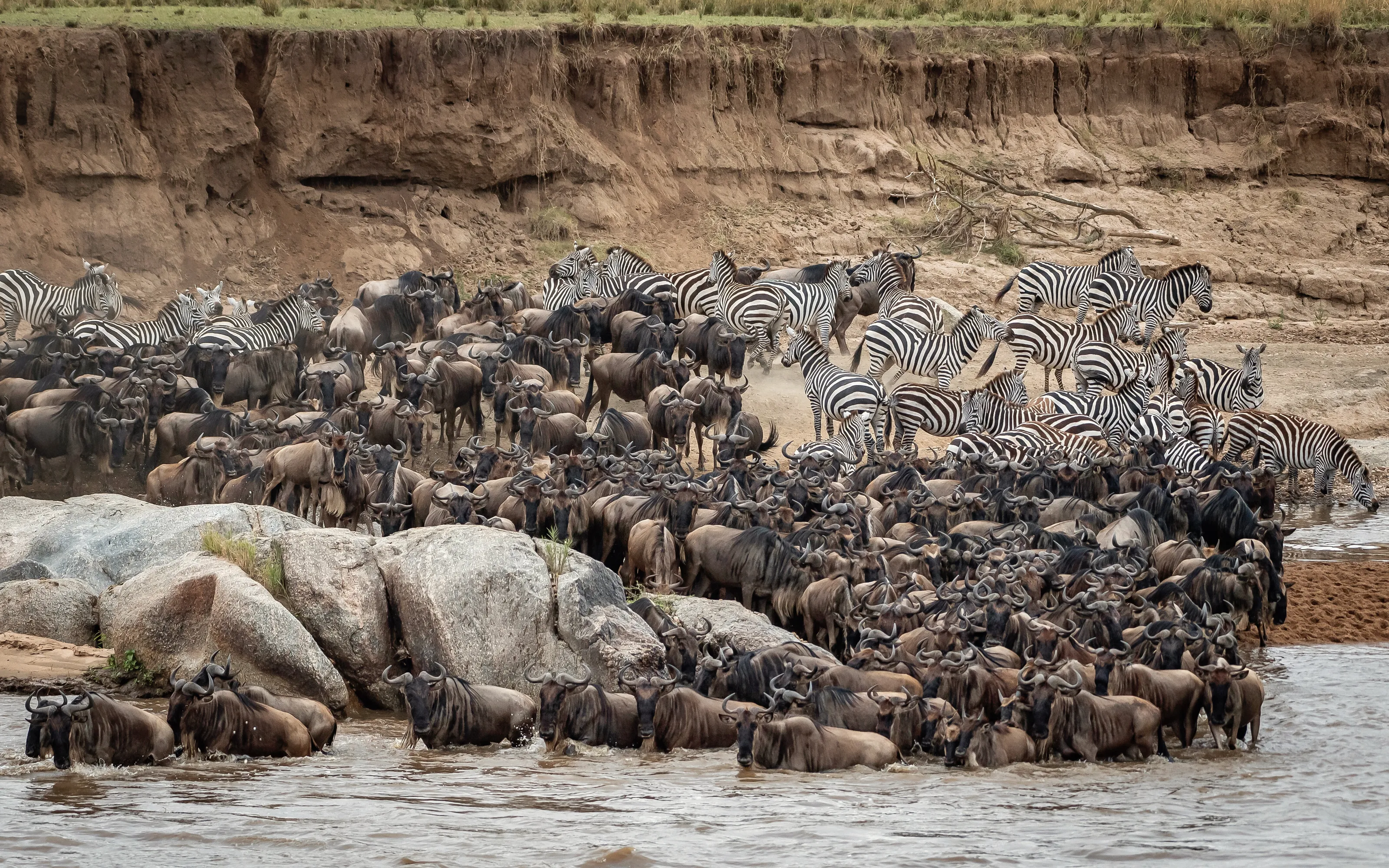 Wildebeest and zebras crossing of Mara River in Tanzania